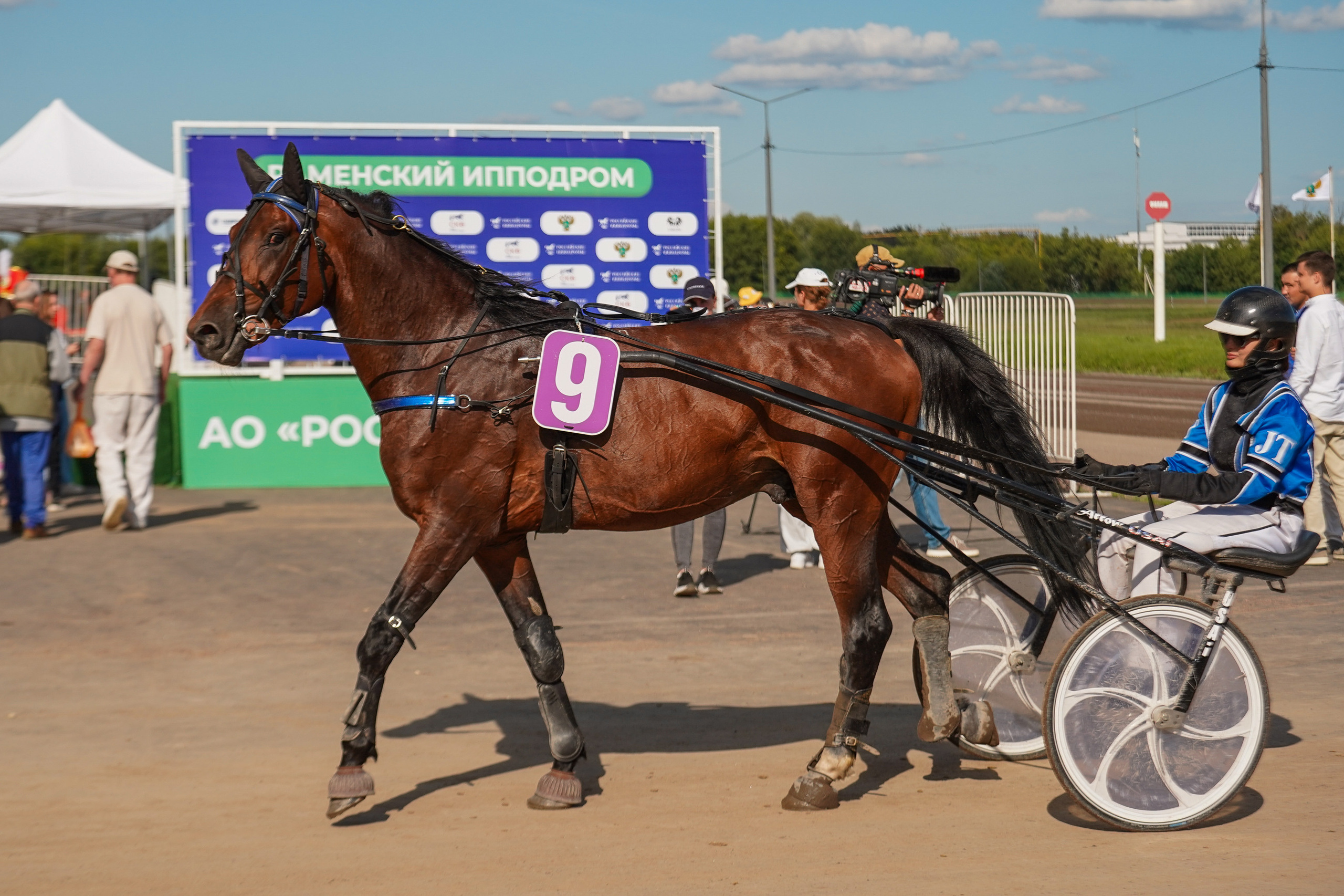 Праздник Орловского коннозаводства на Раменском ипподроме 22 июля 2023. Фотограф-анималист, портретный фотограф в Чебоксарах Мария Садыкова