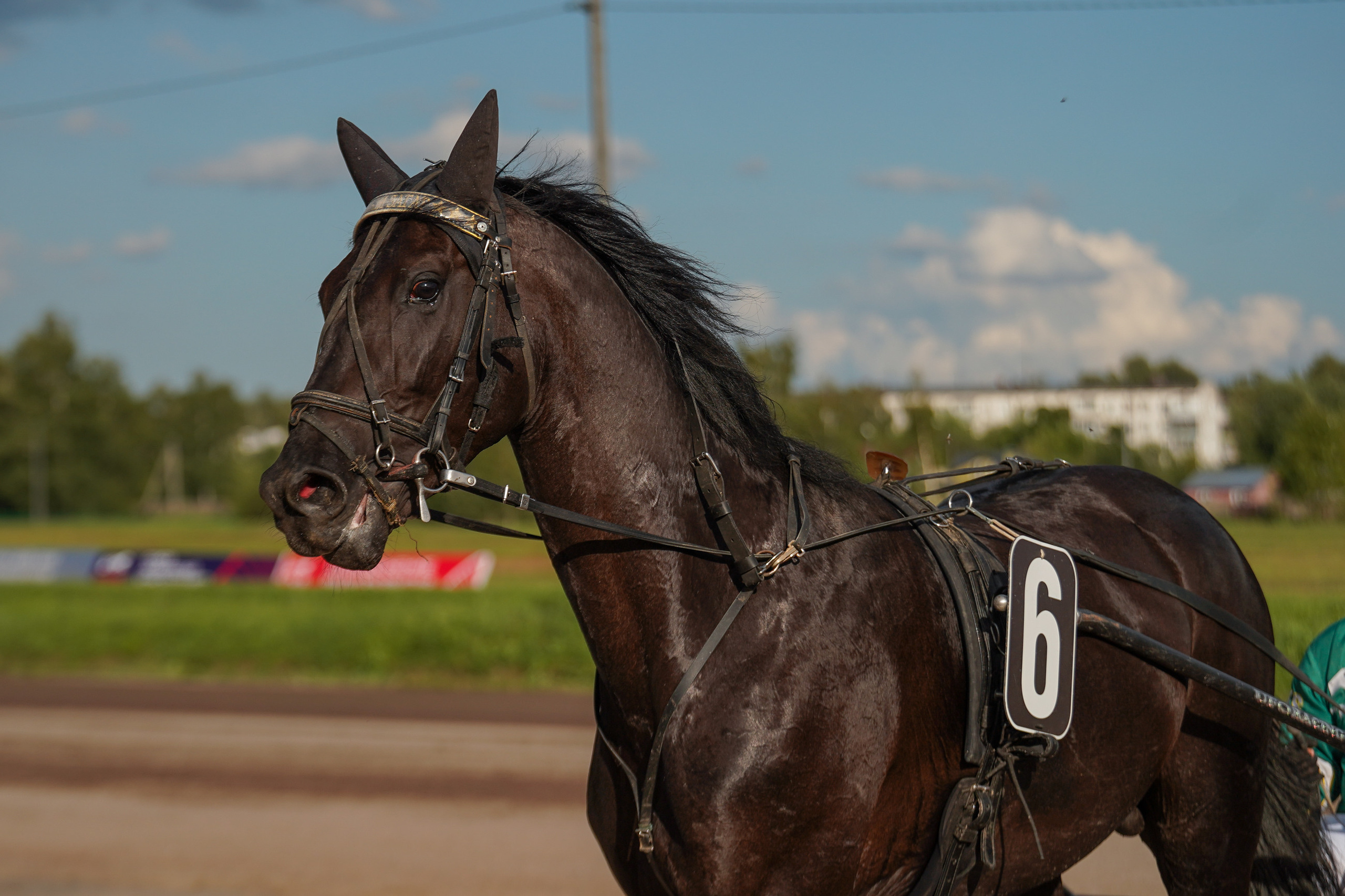 Праздник Орловского коннозаводства на Раменском ипподроме 22 июля 2023. Фотограф-анималист, портретный фотограф в Чебоксарах Мария Садыкова