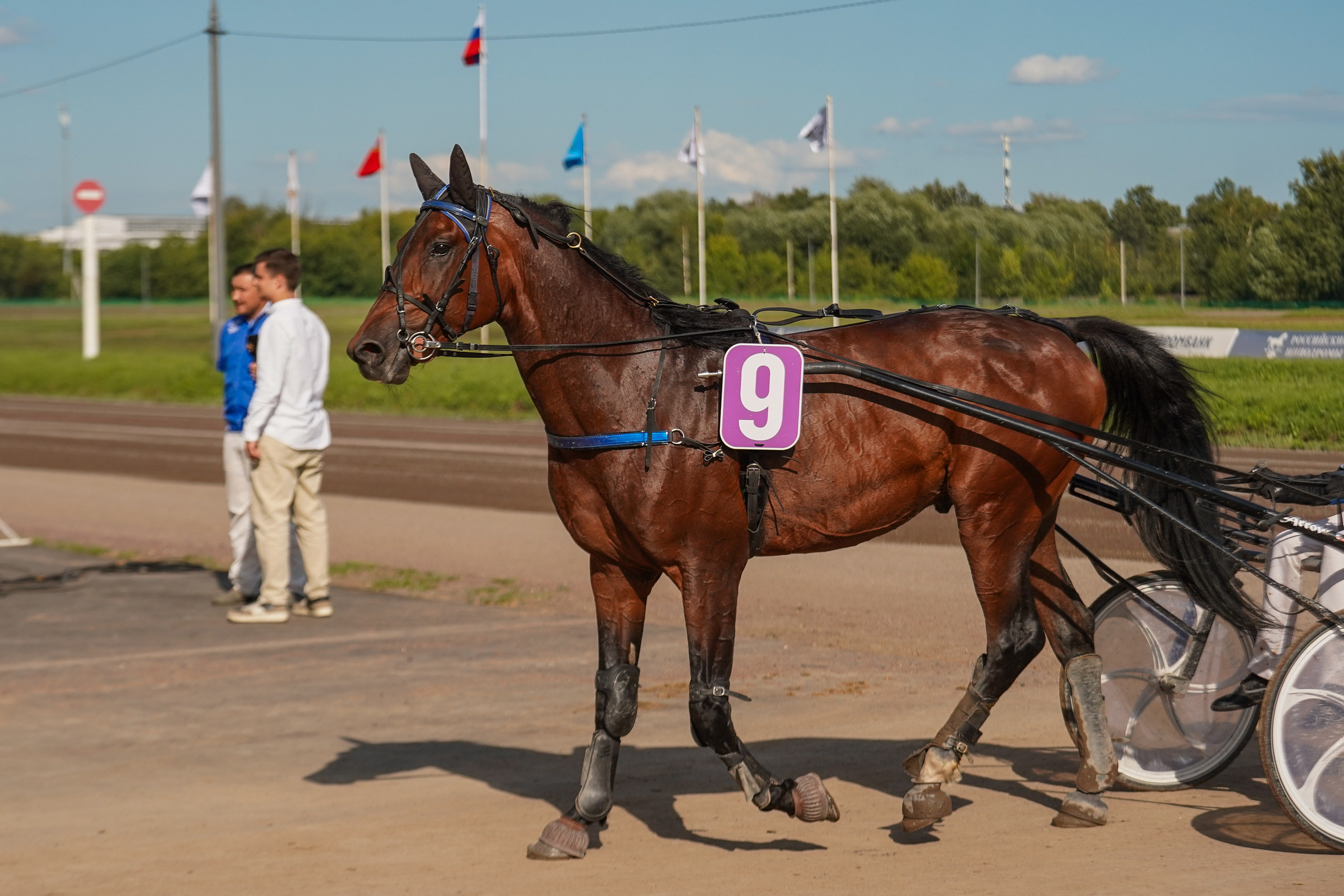 Праздник Орловского коннозаводства на Раменском ипподроме 22 июля 2023. Фотограф-анималист, портретный фотограф в Чебоксарах Мария Садыкова