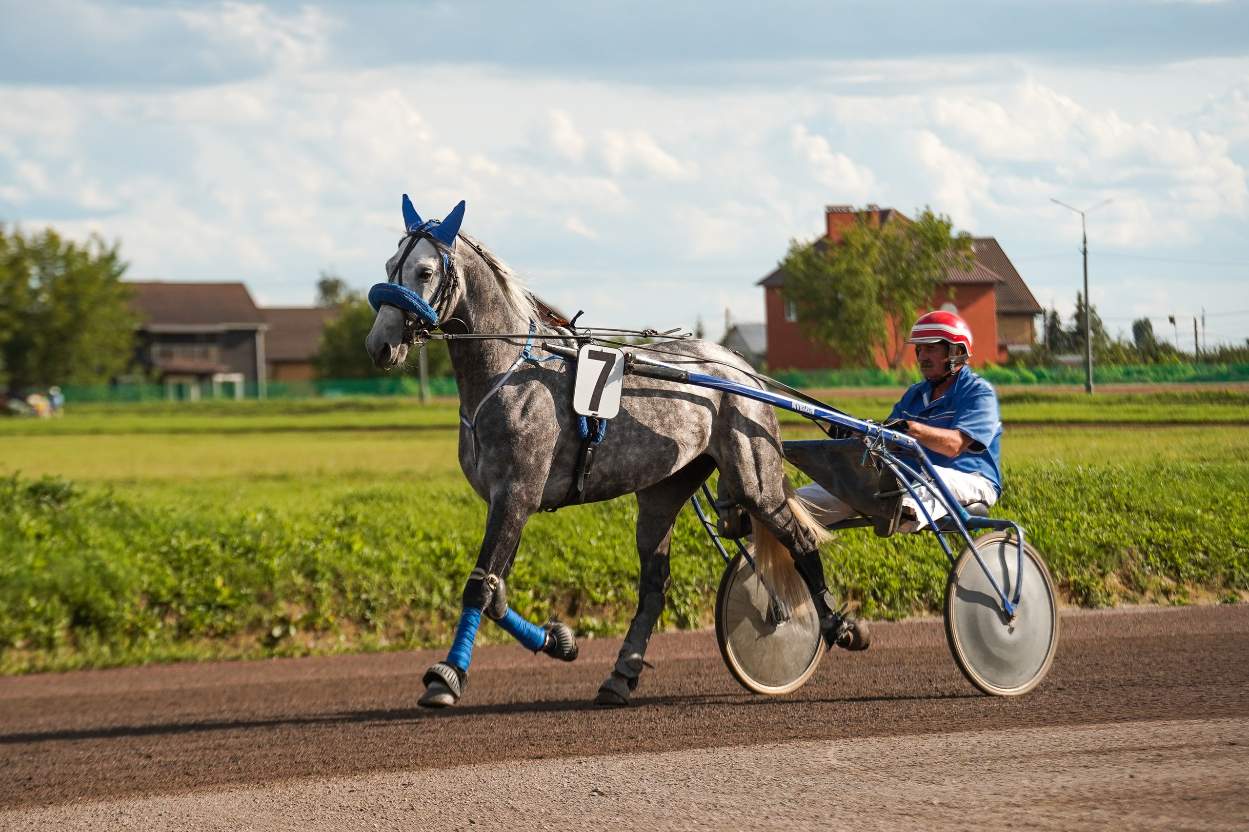 Праздник Орловского коннозаводства на Раменском ипподроме 22 июля 2023. Фотограф-анималист, портретный фотограф в Чебоксарах Мария Садыкова