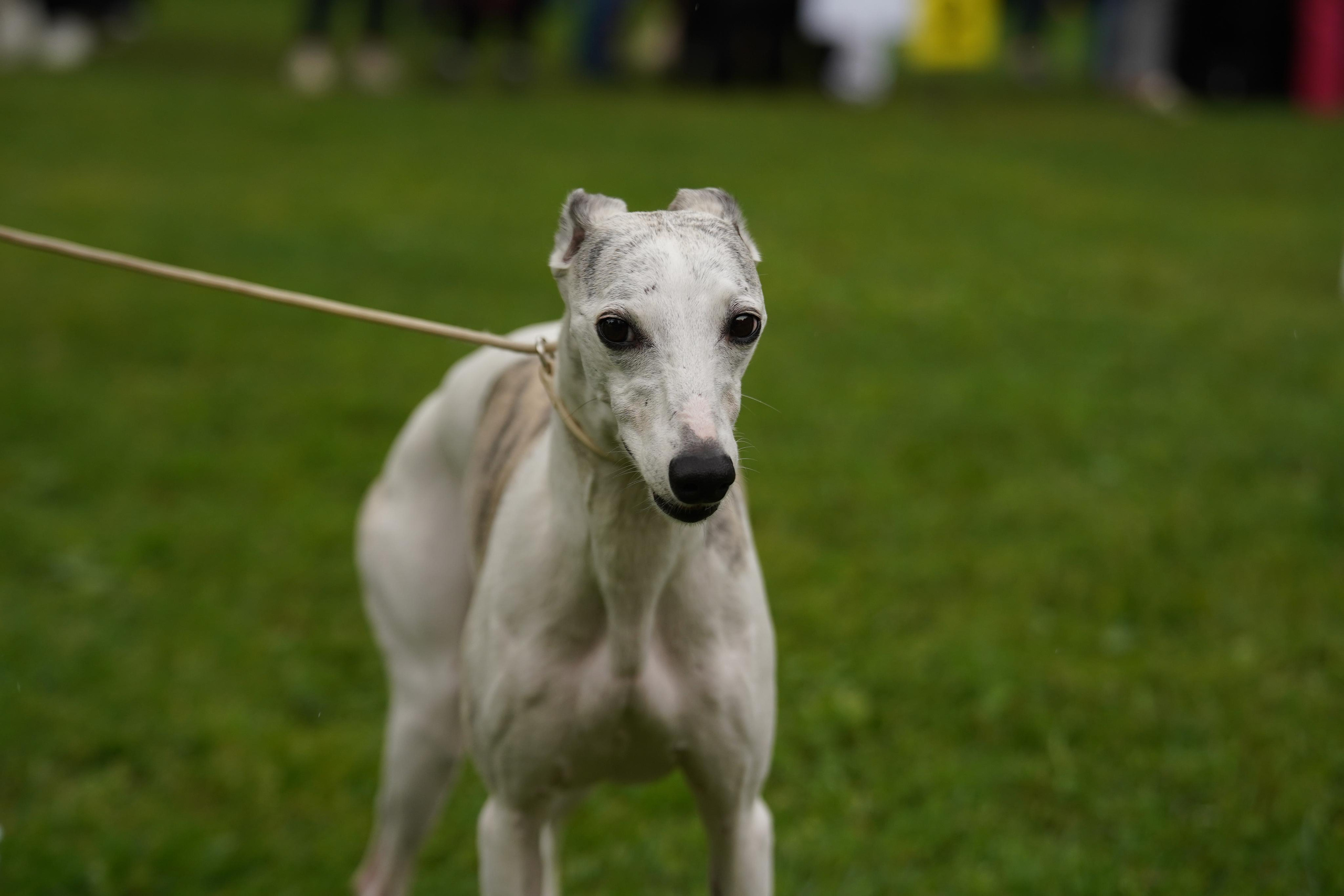 Выставки «СТОЛИЦА» и  «Лидер и Престиж» 23.07.2023. Фотограф-анималист, портретный фотограф в Чебоксарах Мария Садыкова