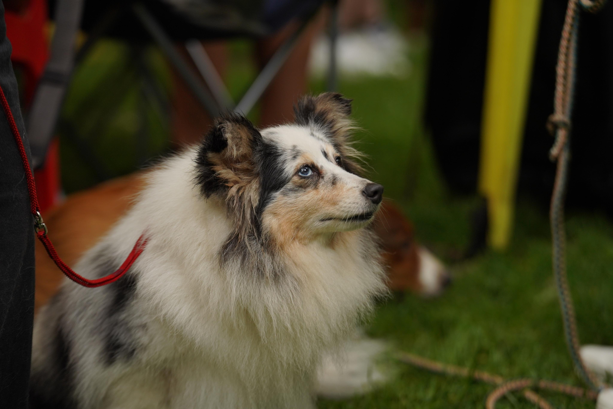 Выставки «СТОЛИЦА» и  «Лидер и Престиж» 23.07.2023. Фотограф-анималист, портретный фотограф в Чебоксарах Мария Садыкова
