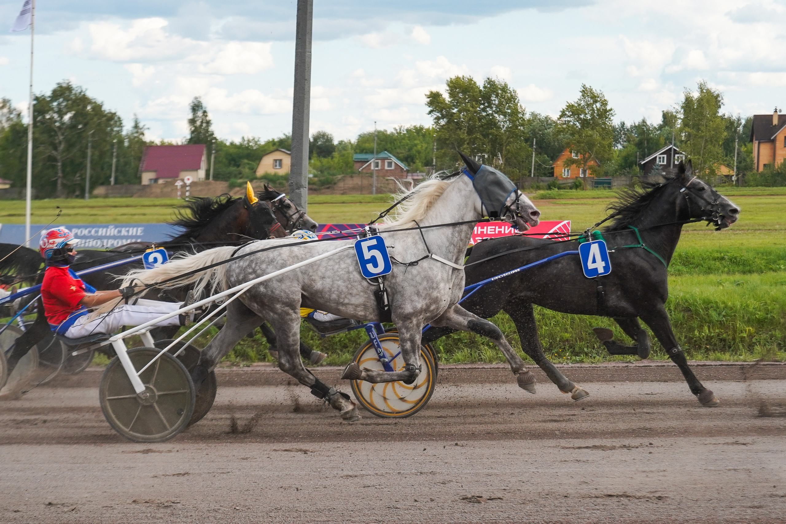 Праздник Орловского коннозаводства на Раменском ипподроме 22 июля 2023. Фотограф-анималист, портретный фотограф в Чебоксарах Мария Садыкова