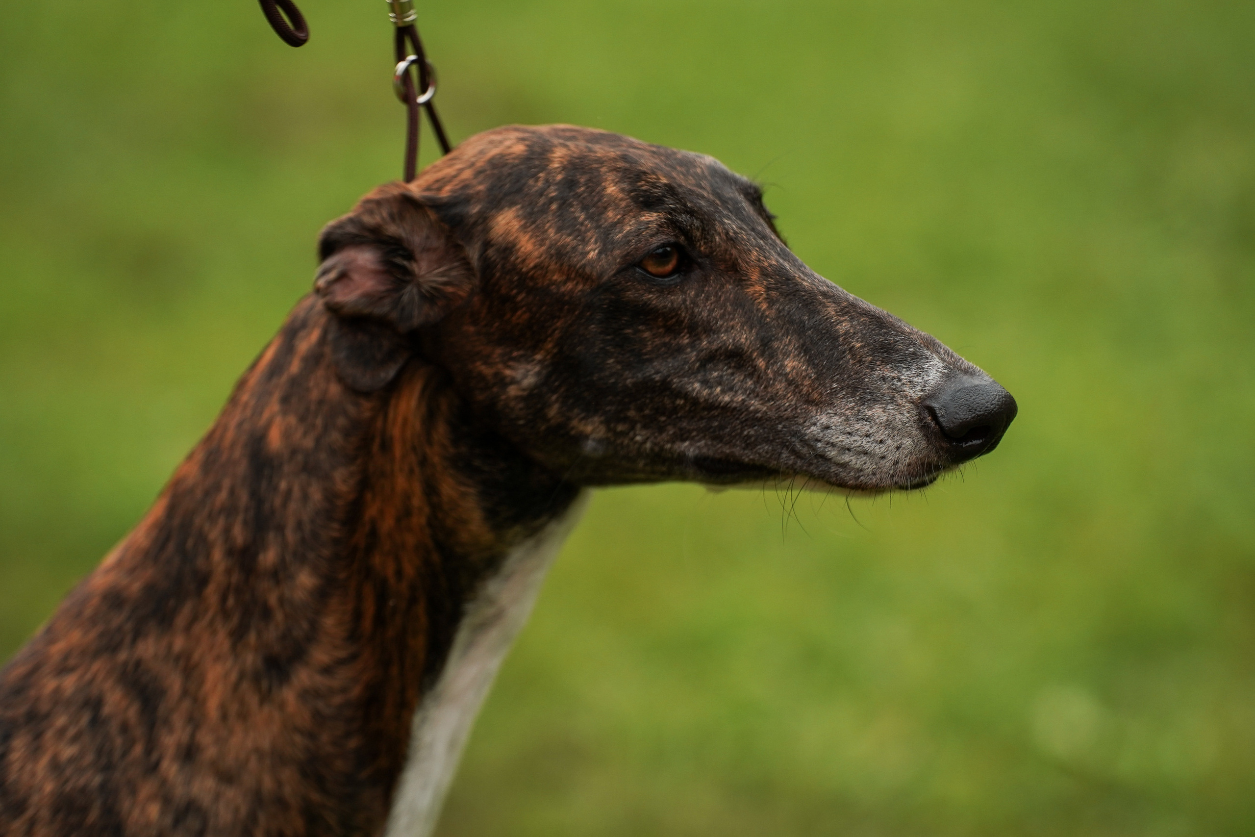 Выставки «СТОЛИЦА» и  «Лидер и Престиж» 23.07.2023. Фотограф-анималист, портретный фотограф в Чебоксарах Мария Садыкова