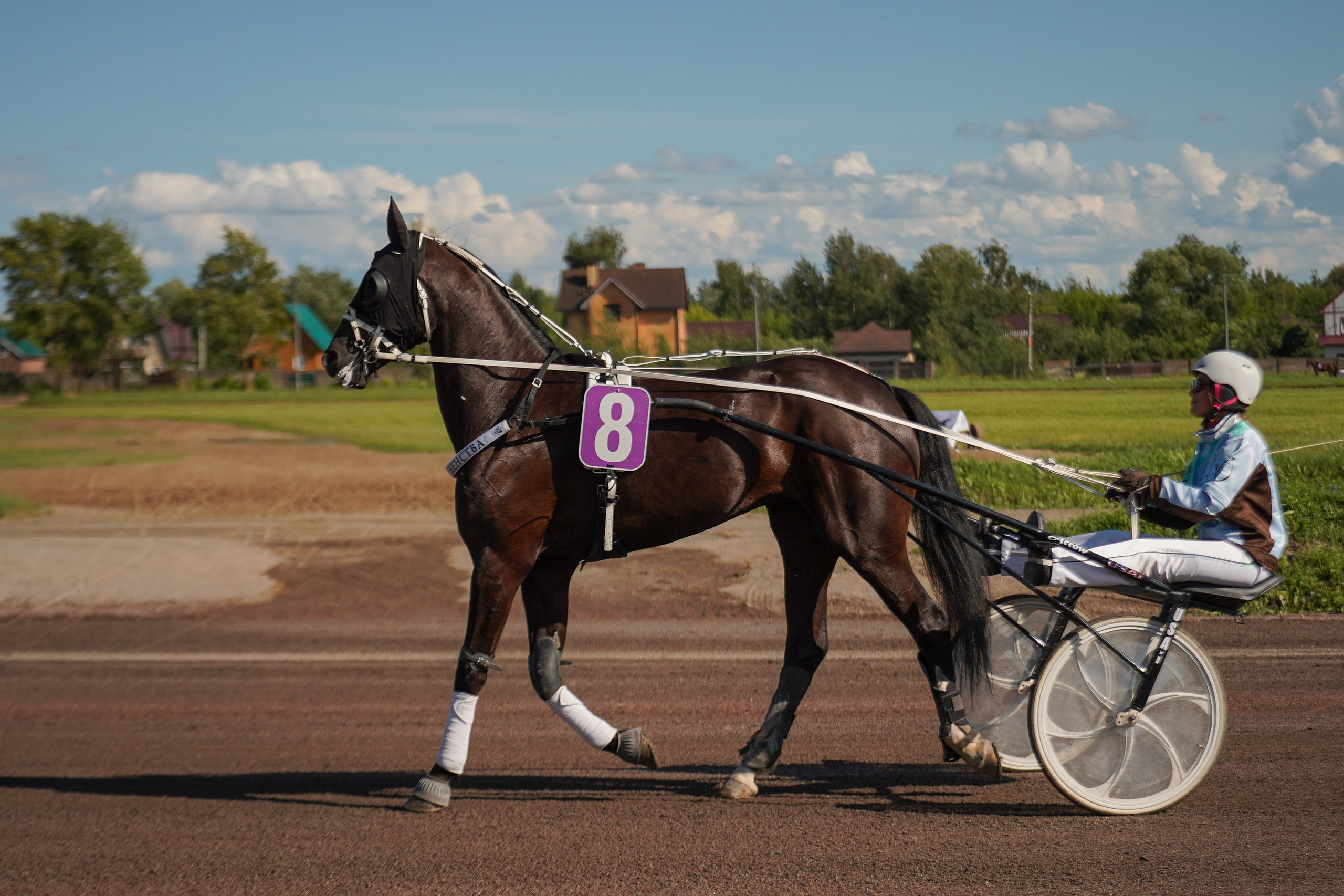 Праздник Орловского коннозаводства на Раменском ипподроме 22 июля 2023. Фотограф-анималист, портретный фотограф в Чебоксарах Мария Садыкова