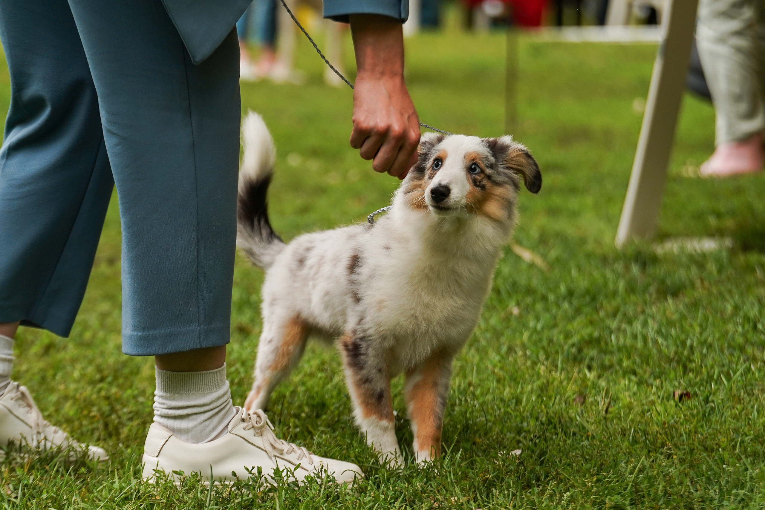 Выставки «СТОЛИЦА» и  «Лидер и Престиж» 23.07.2023. Фотограф-анималист, портретный фотограф в Чебоксарах Мария Садыкова