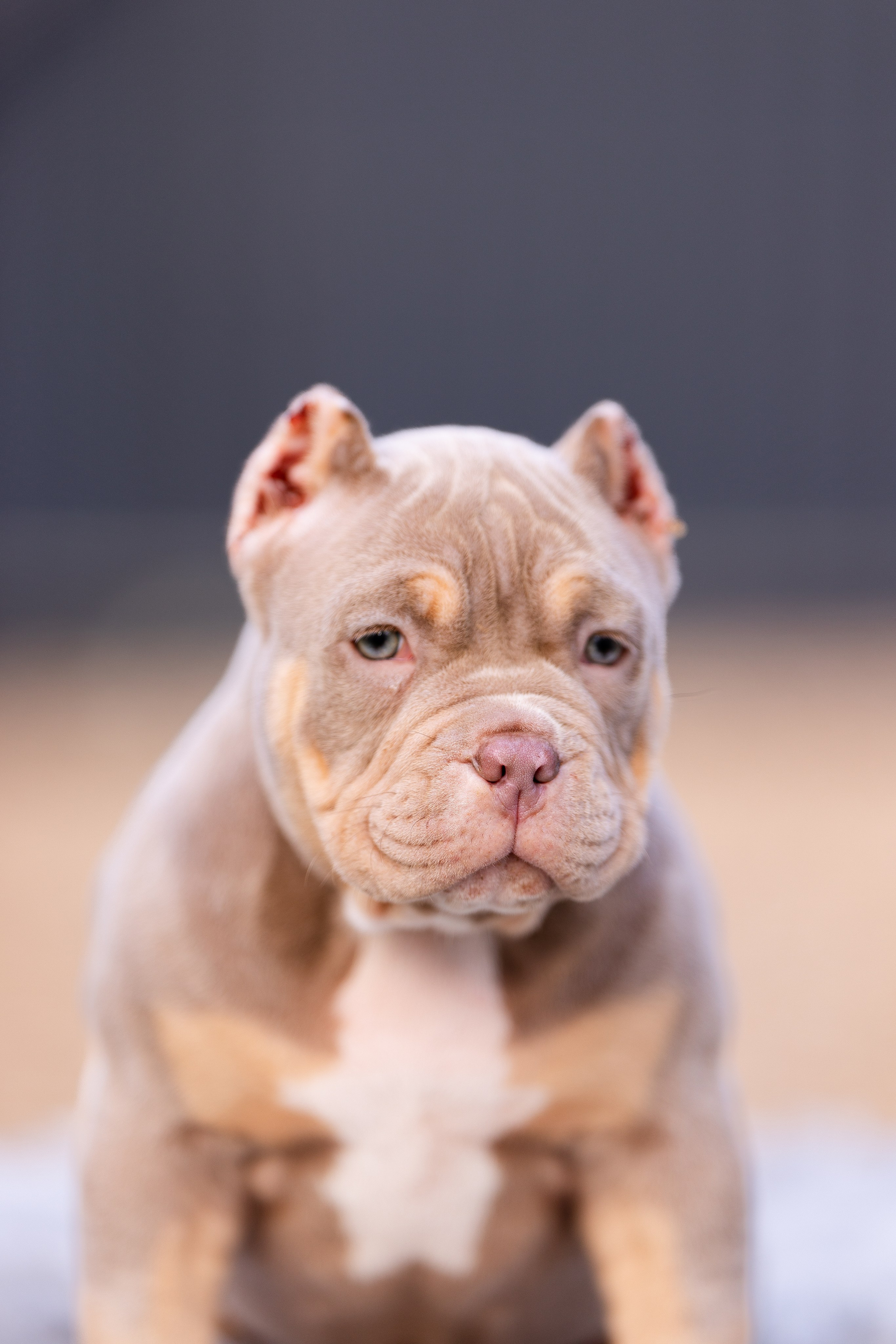 Булли. Фотограф и видеограф анималист Аганина Дарья