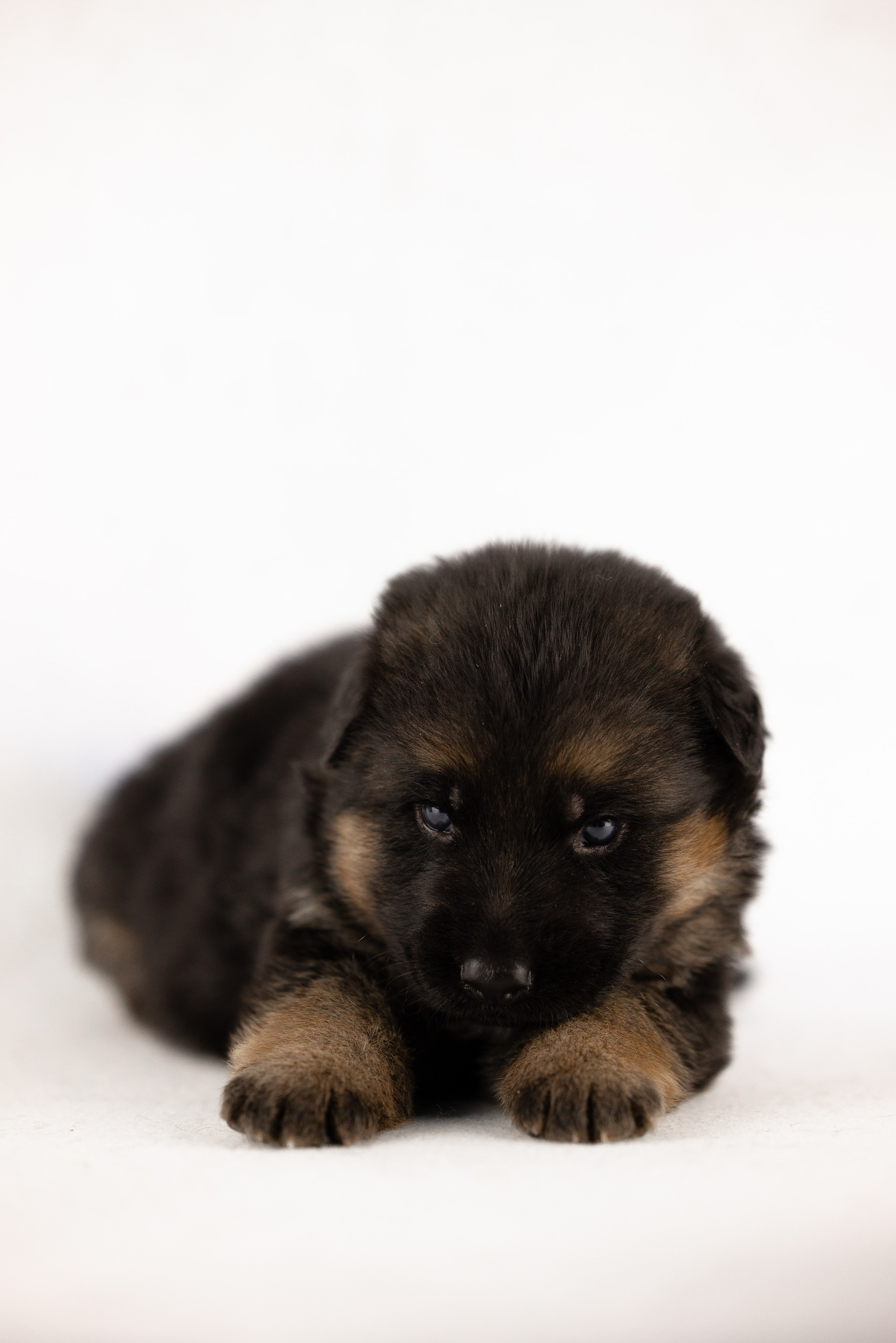 Немецкая овчарка. Фотограф и видеограф анималист Аганина Дарья