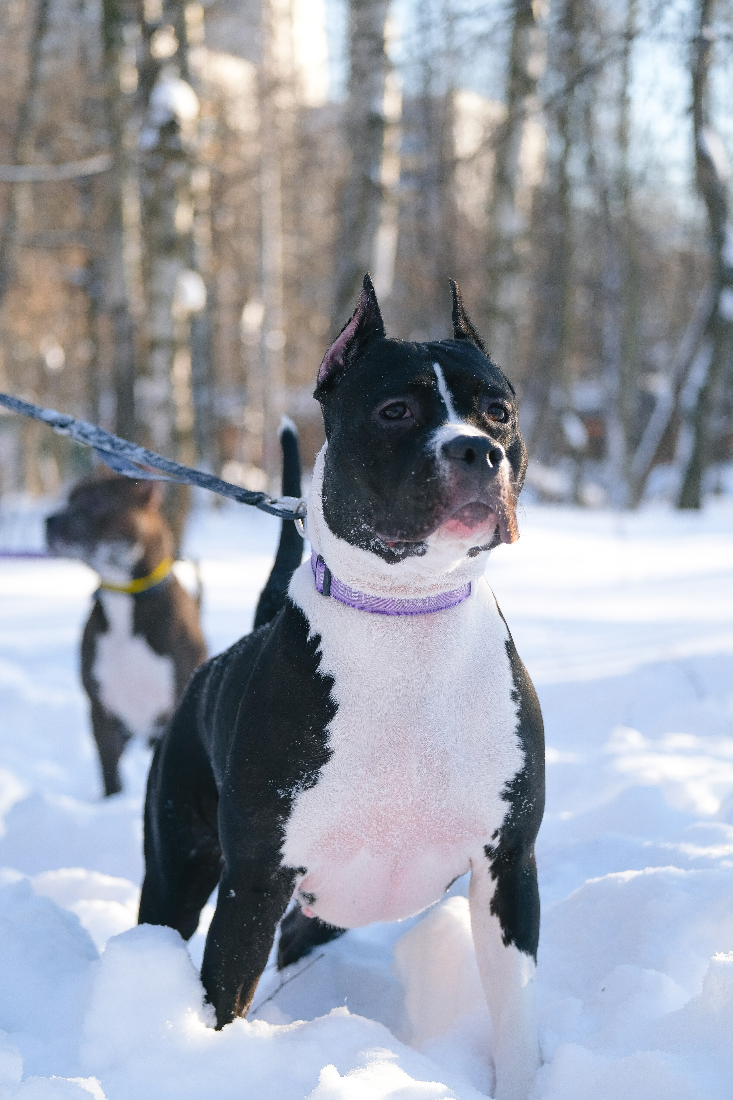 Баста и Эйгон. Фотограф и видеограф анималист Аганина Дарья