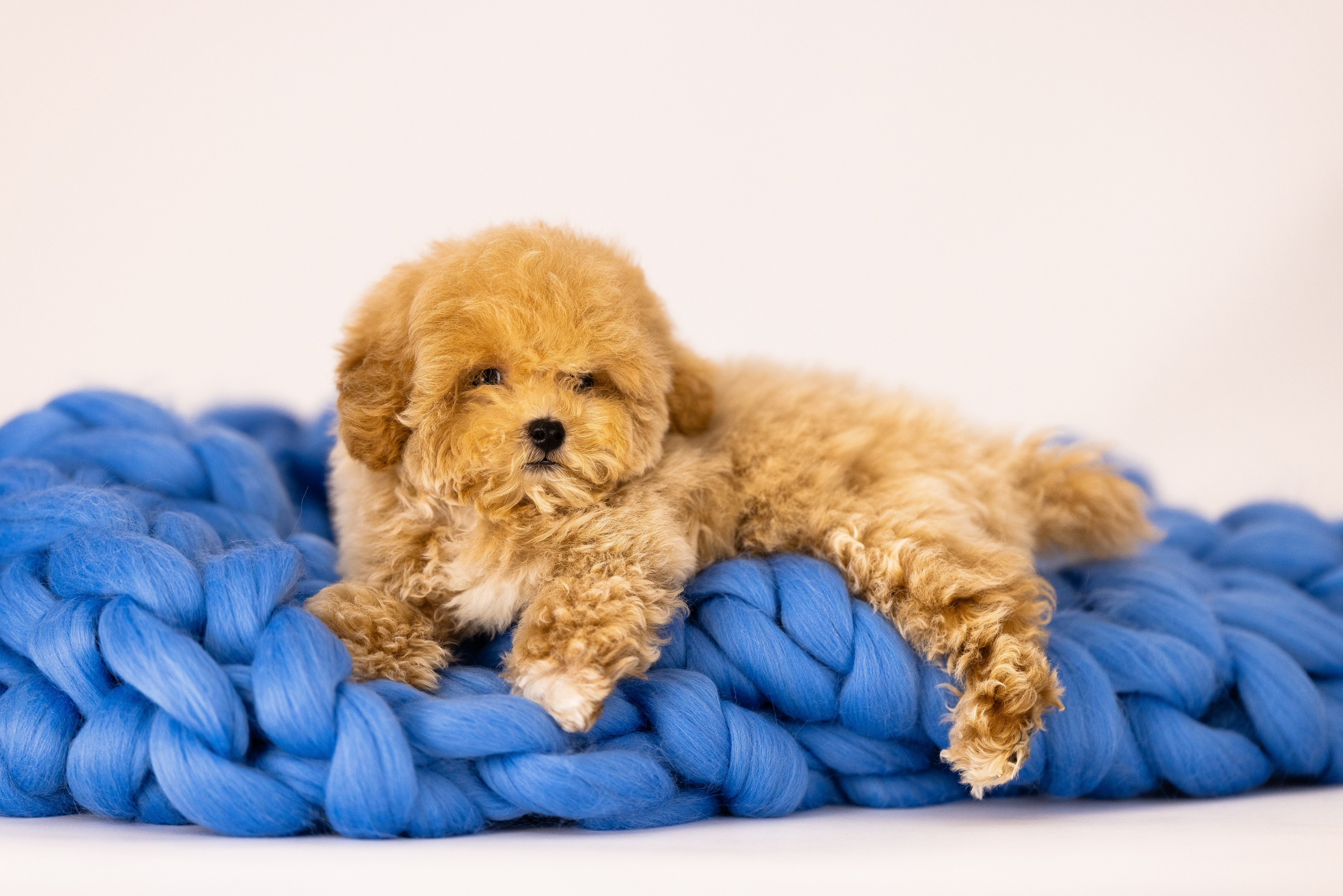 Мальтипу. Фотограф и видеограф анималист Аганина Дарья