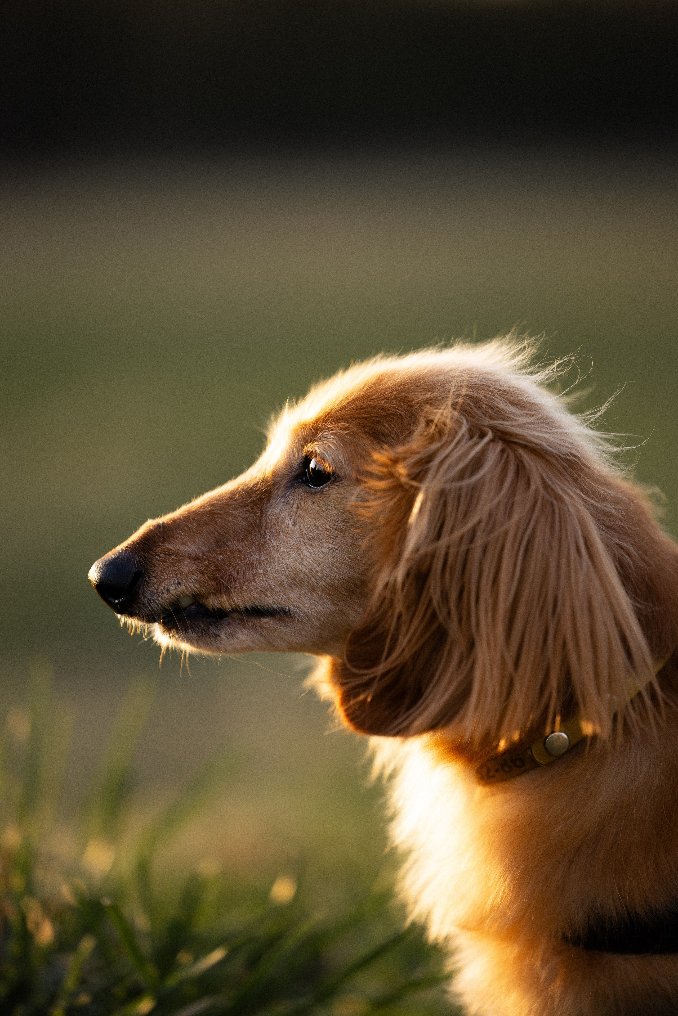 Разношерстная компания. Фотограф и видеограф анималист Аганина Дарья