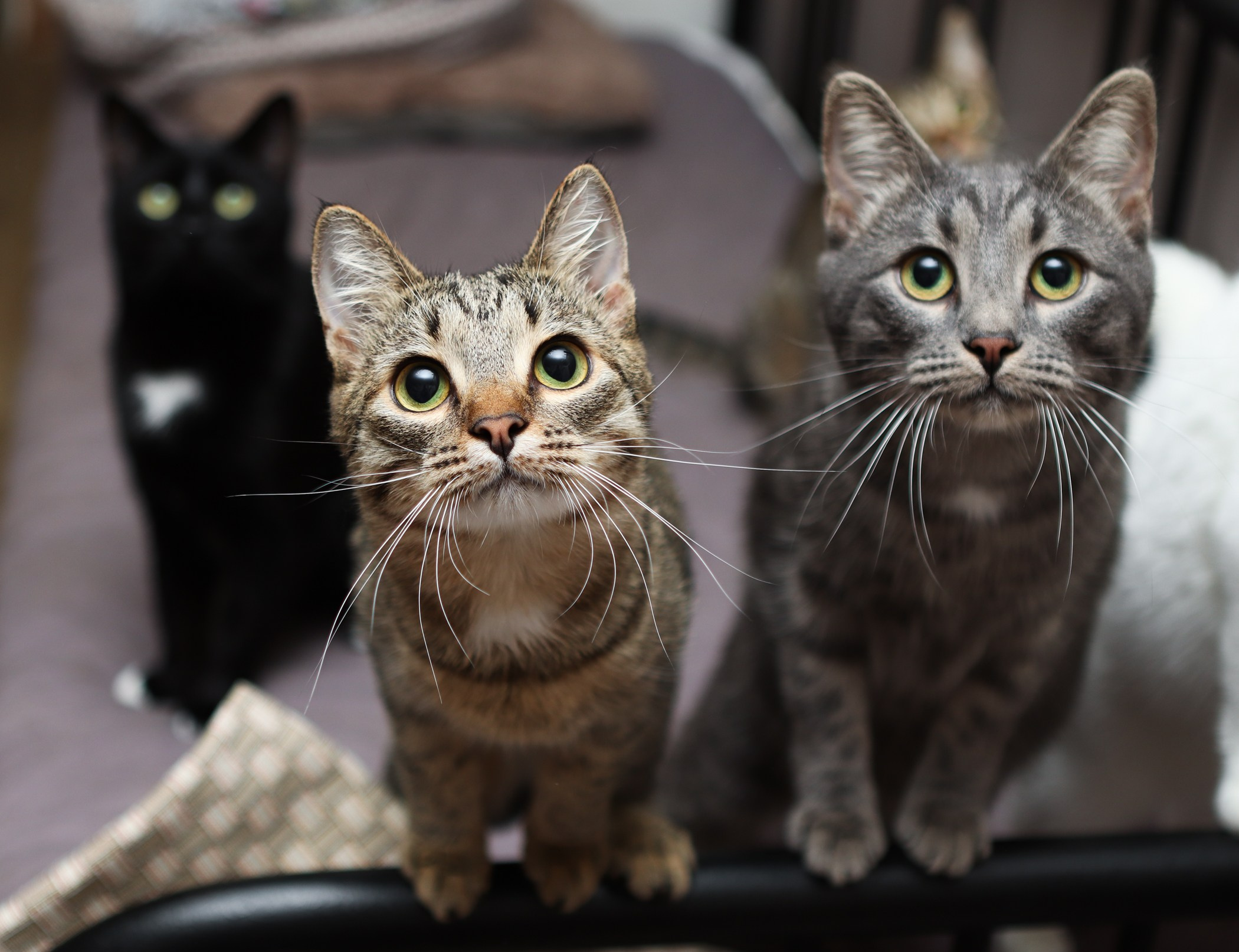 Кошки. Фотограф-анималист Полина Колкова | Москва