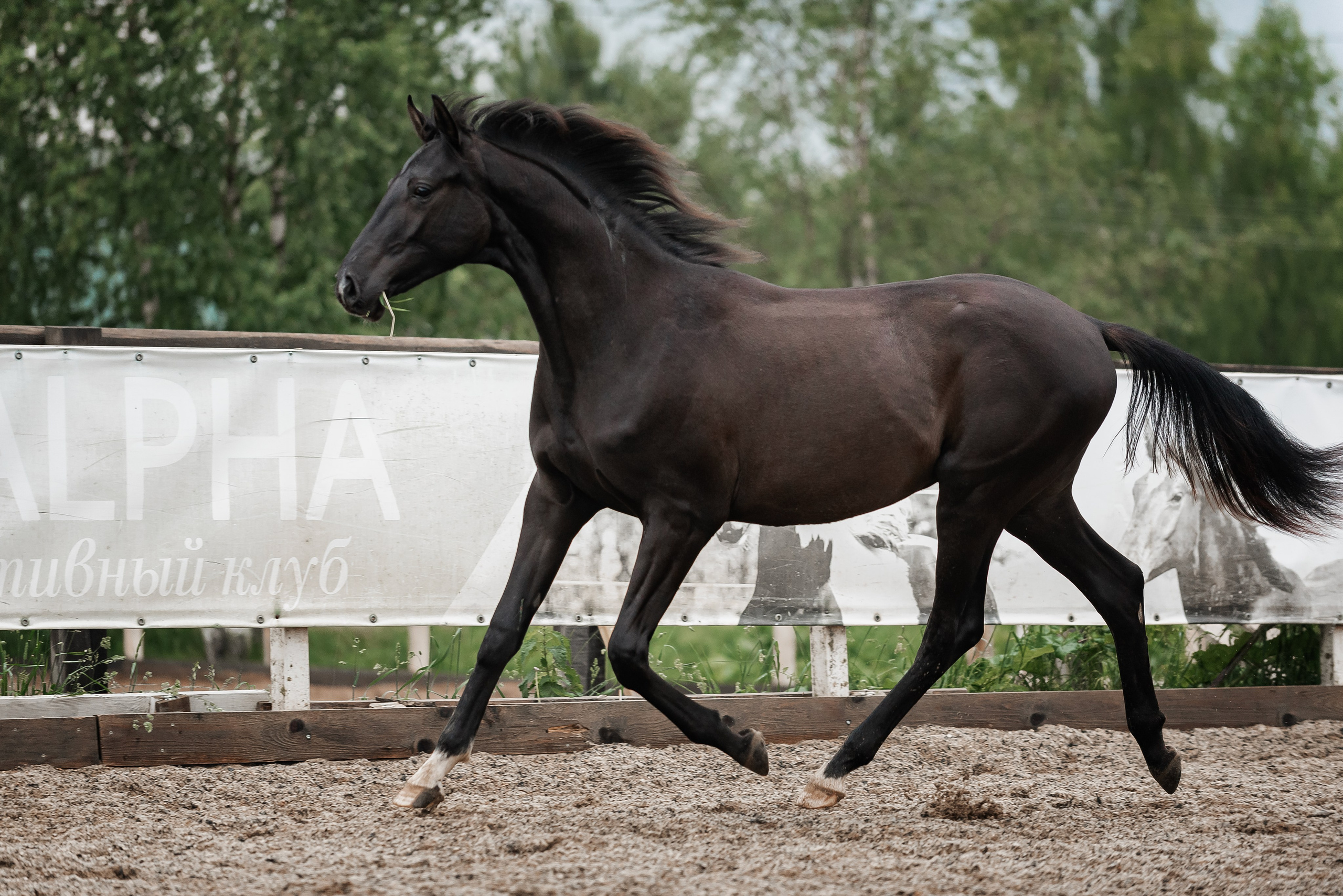 Рони и Зося. Куракина Дарья • Конный фотограф