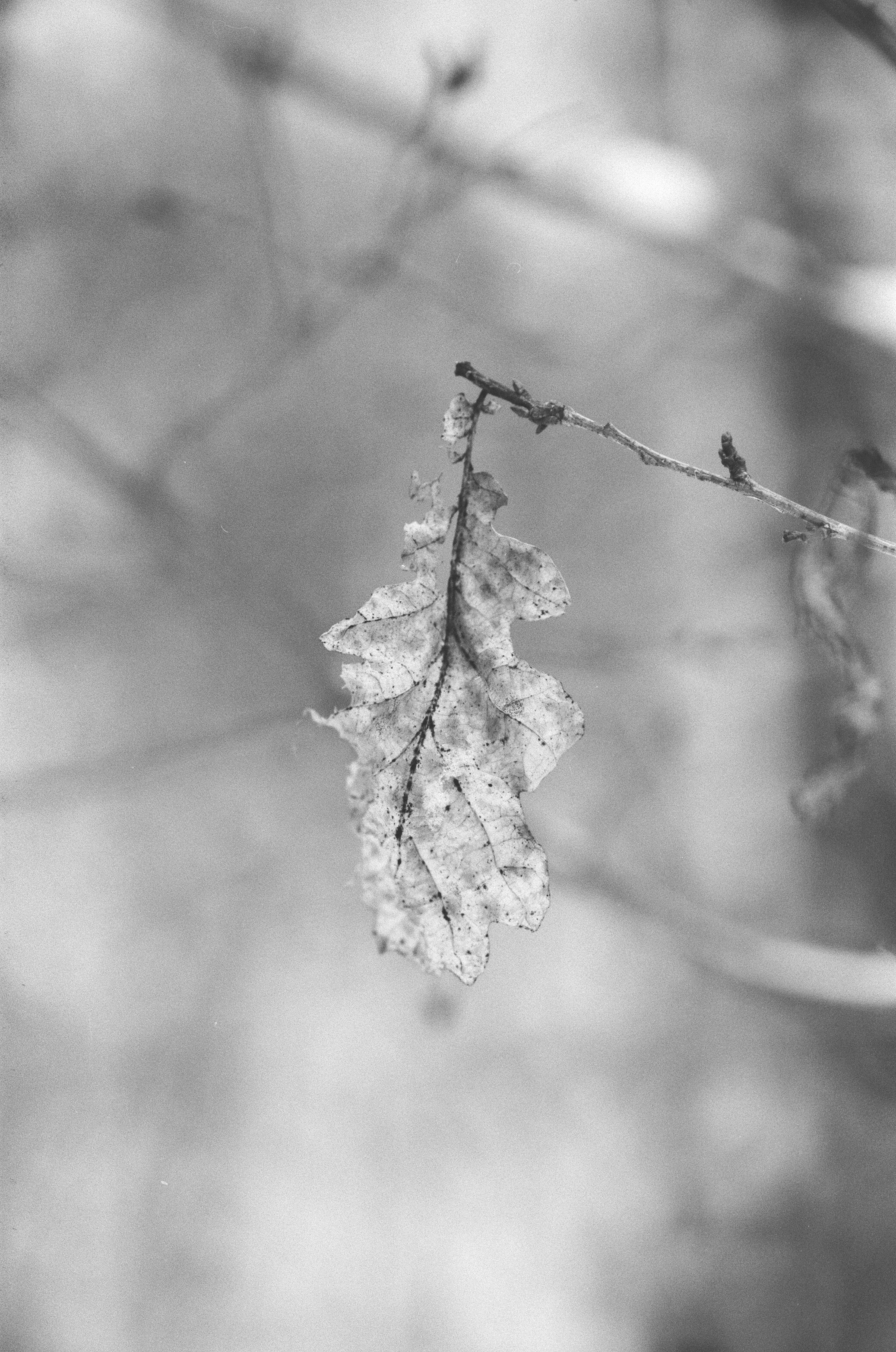 Contax N1 / Carl Zeiss Makro Sonnar 100 mm f/2.8 / Давыдовское