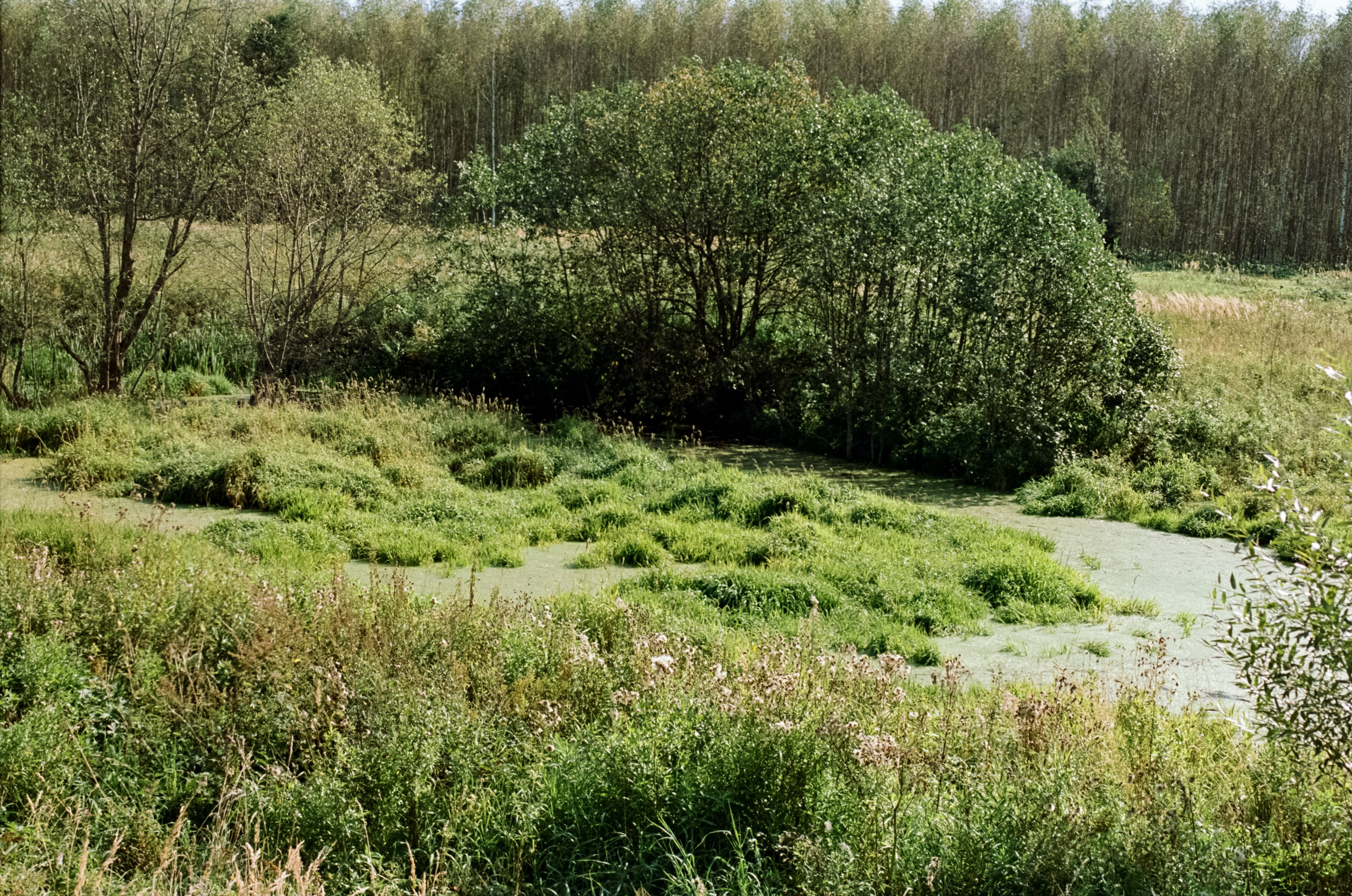 Mamiya 645 PRO обзор и примеры фотографий