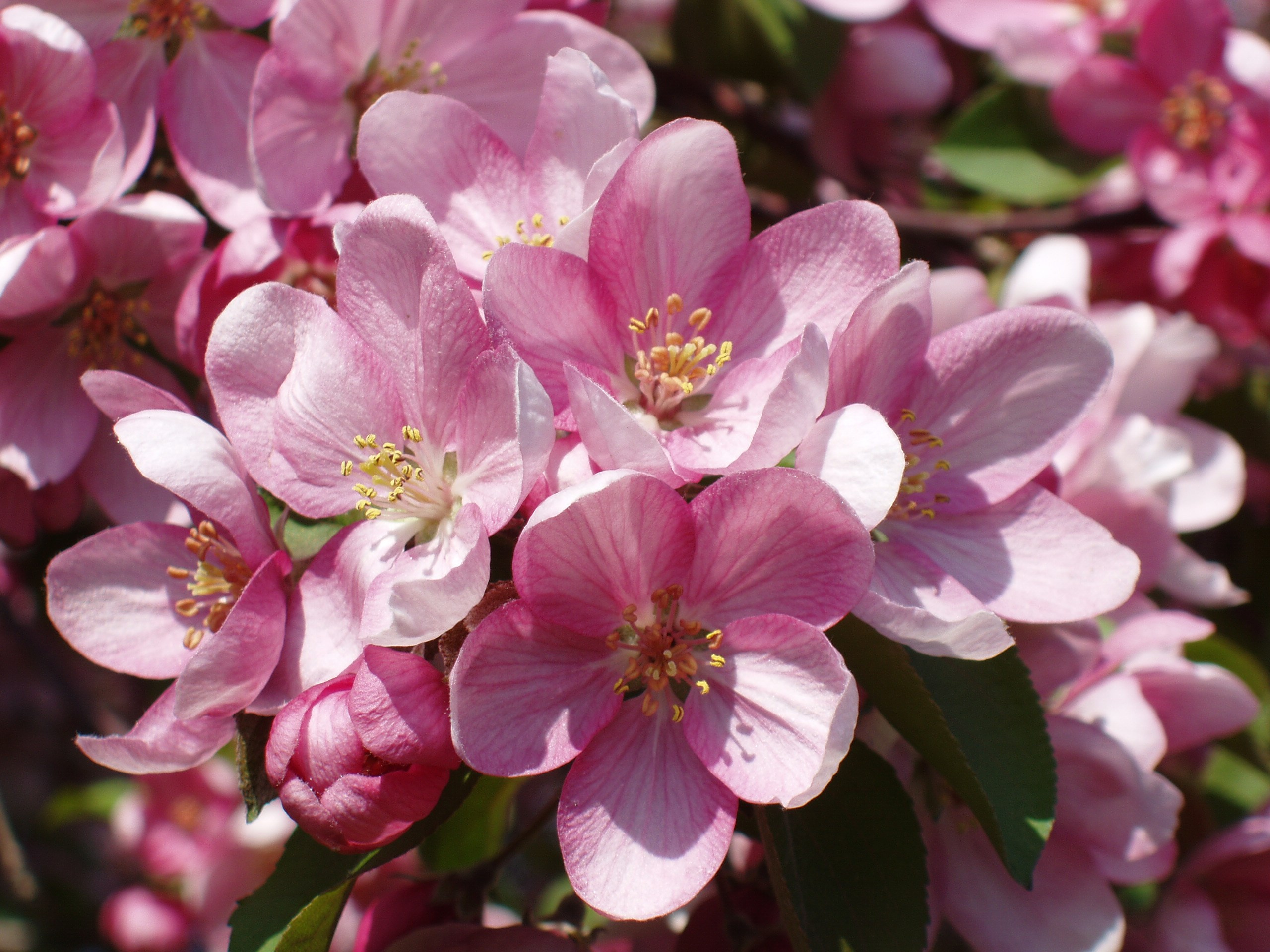 Калибри 29.05.2005. Семейный, Свадебный фотограф СПБ Питер— Романова Екатерина
