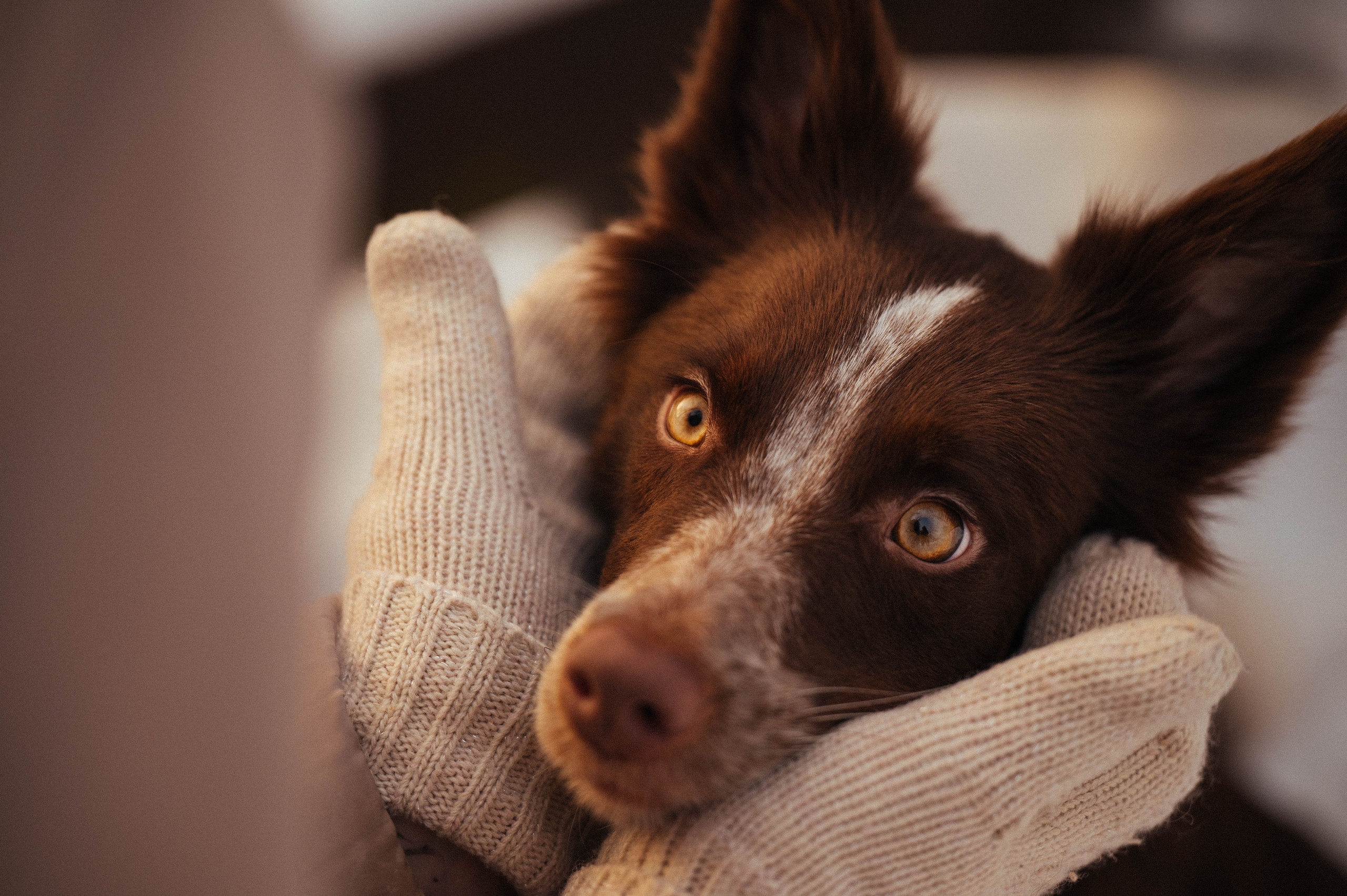 Даша и Мика. Семейный фотограф анималист Ананьева Мария — Москва