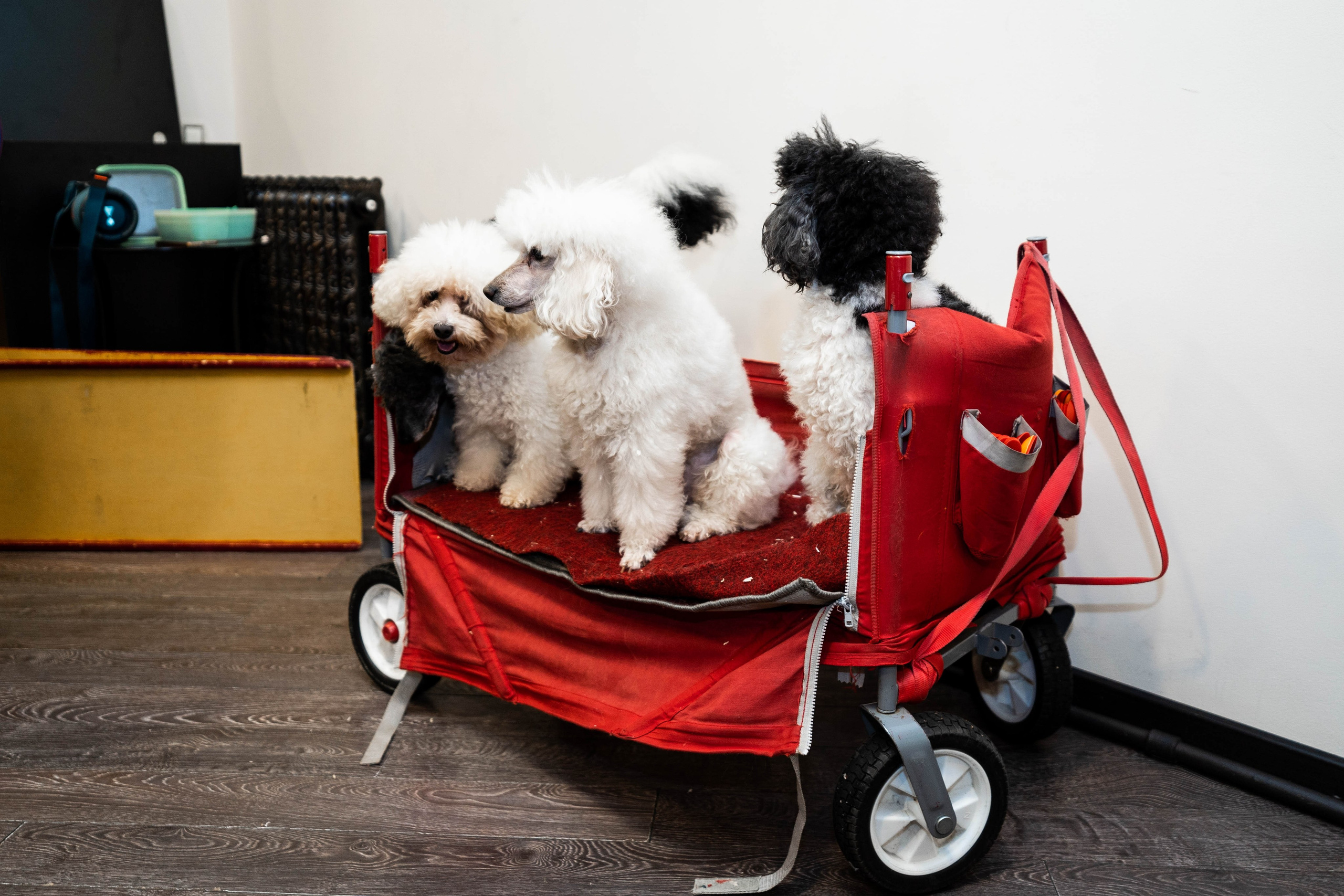 Даниэль h-day. Фотограф Абакумова Анастасия