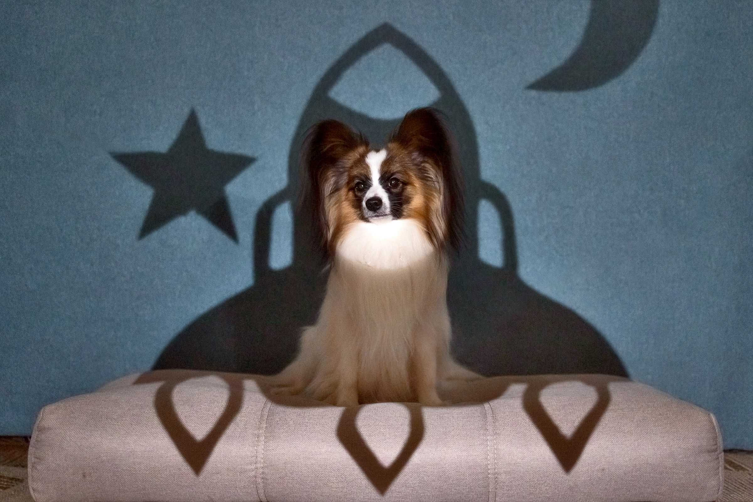 Хьюстон. Фотограф анималист Аня Ливанова | Рыбинск