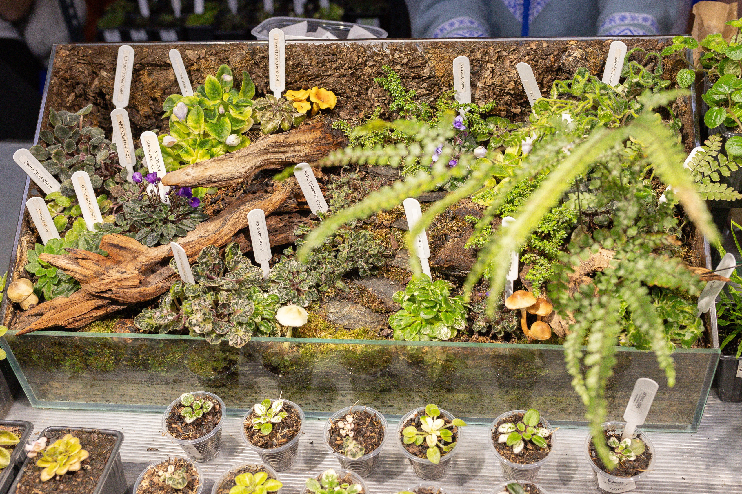 Орхидиум 12.2025. Александра Куликова фотограф, Москва