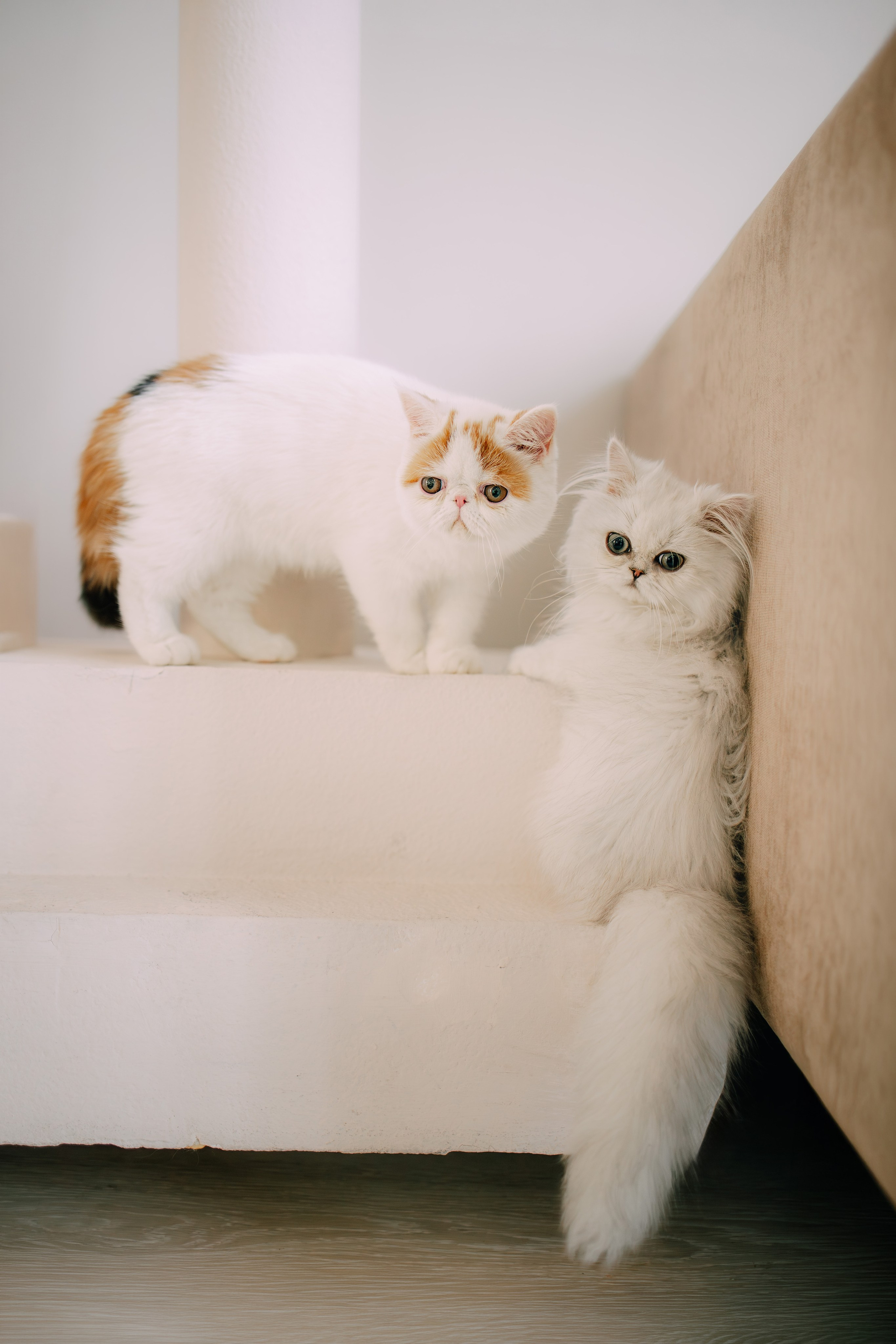 Султан, Мэй Мэй и Шанталь и их семья