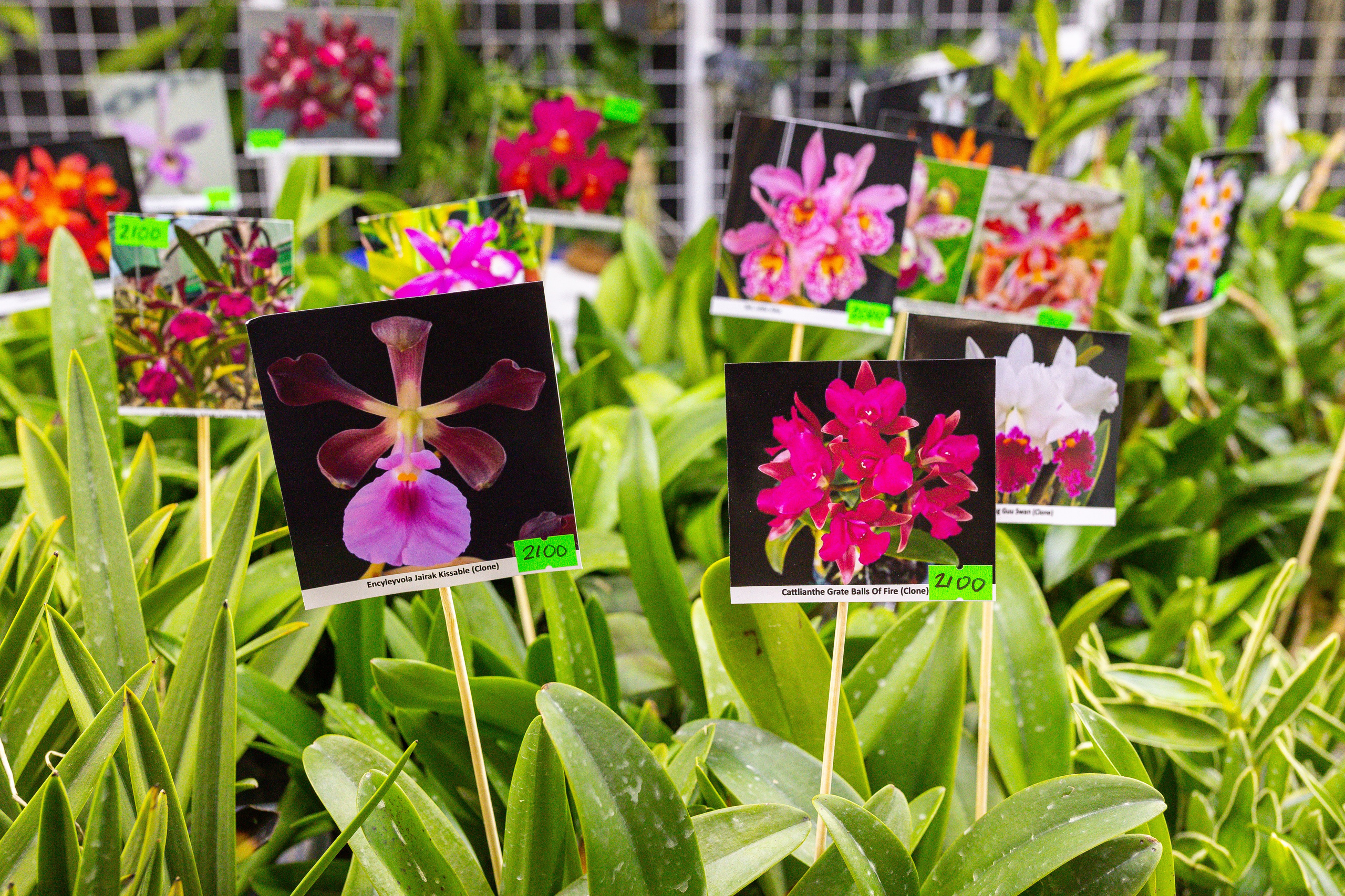 Орхидиум сентябрь 2025. Александра Куликова фотограф, Москва