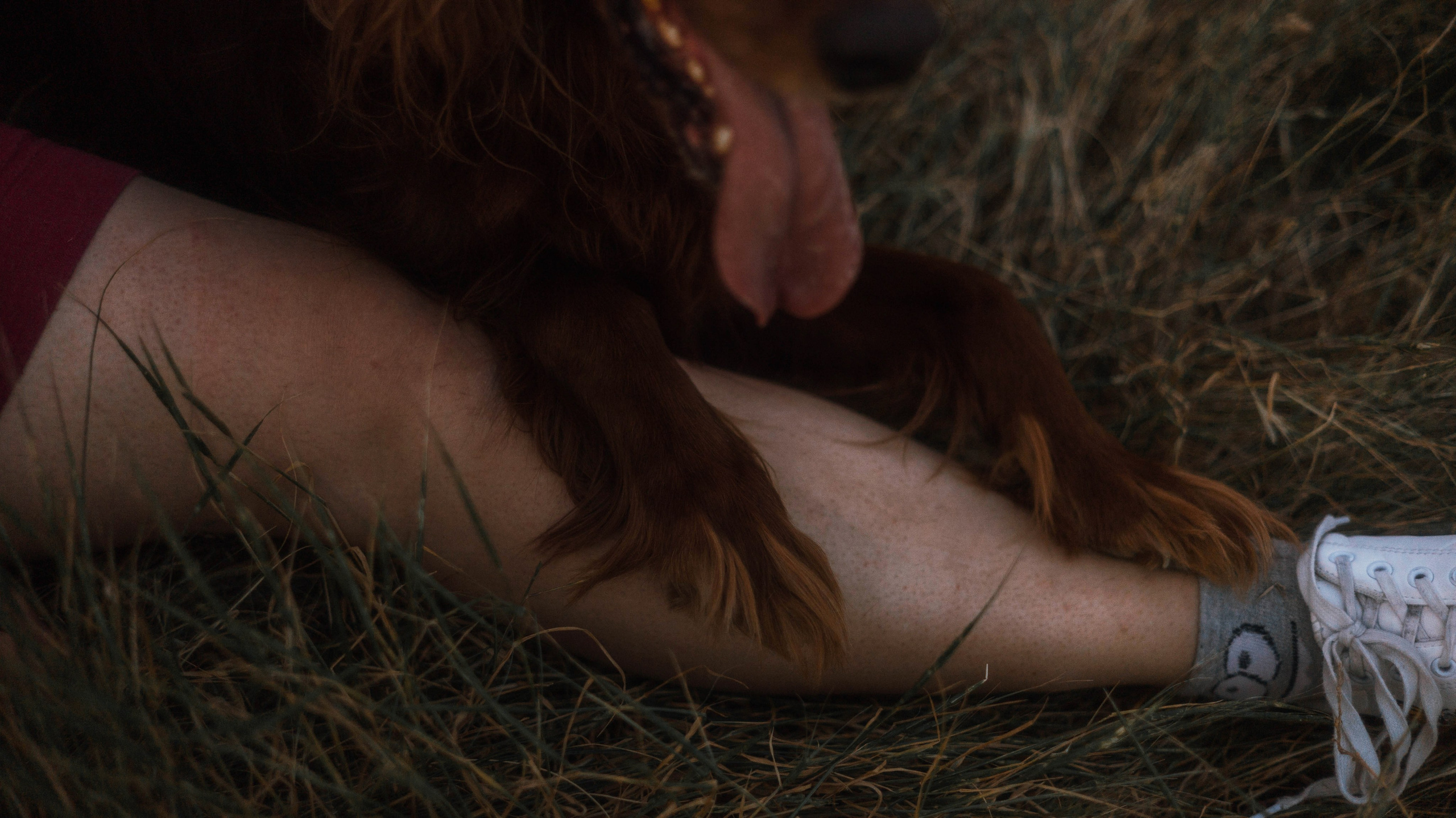 Ольга и Шеймас. Фотограф-анималист Богданова Полина