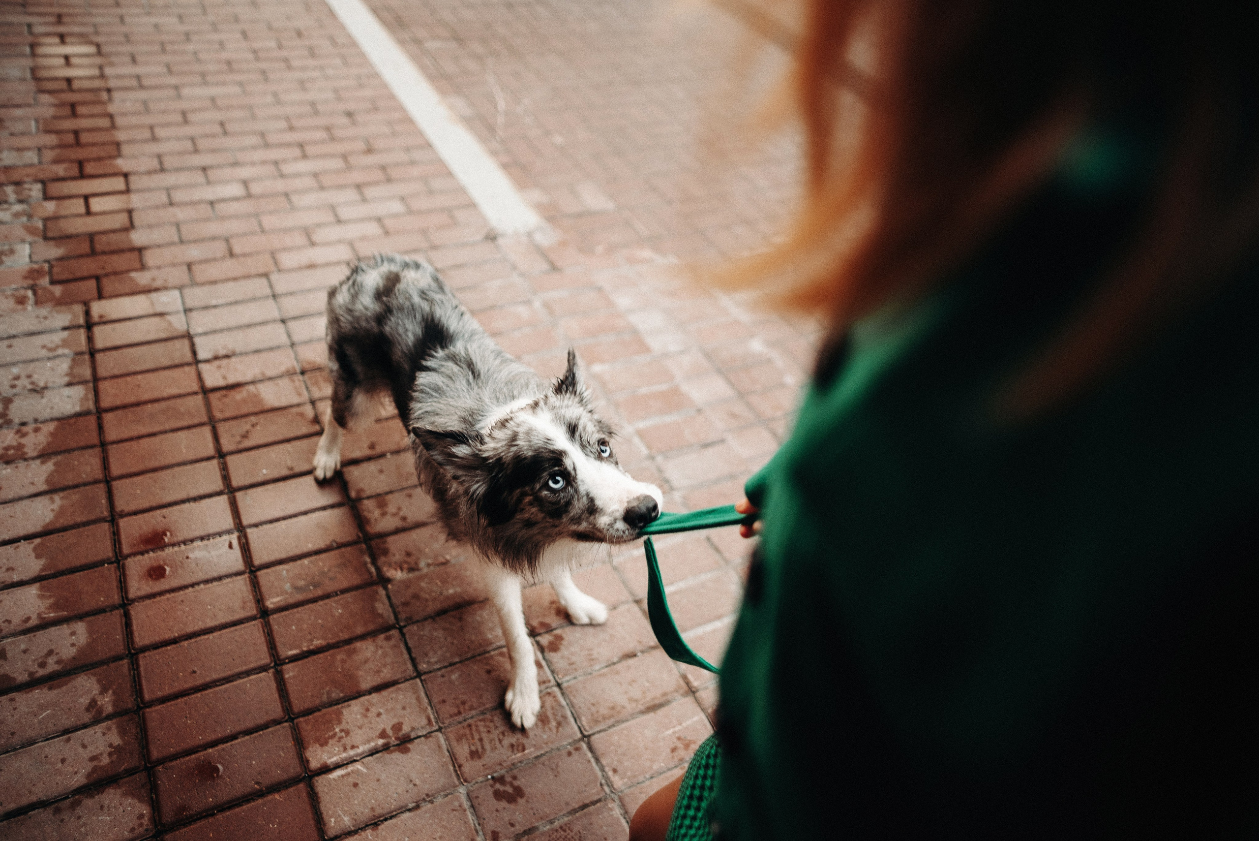 Диана и Робин. Фотограф-анималист Богданова Полина