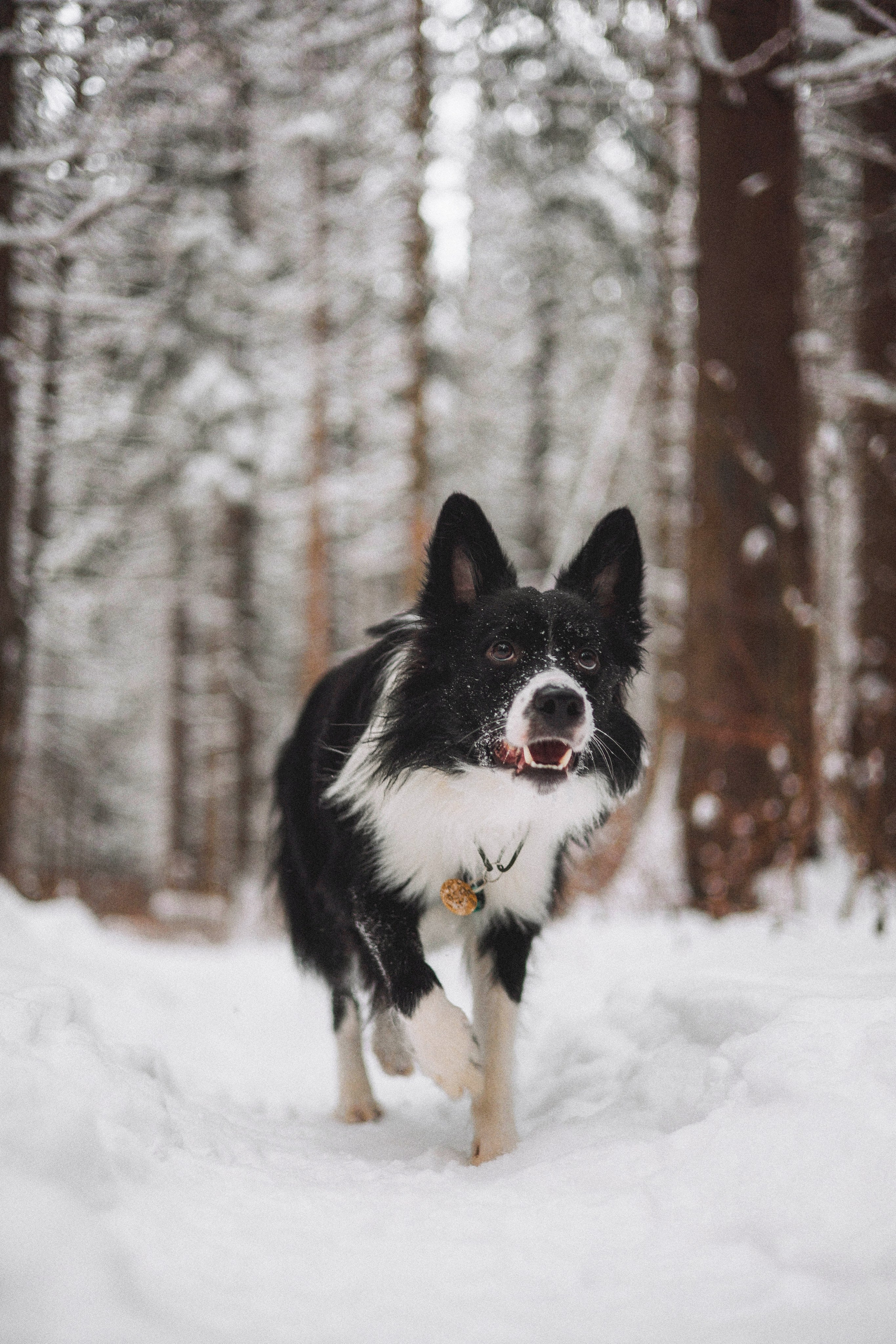 Алина и Найт. Фотограф-анималист Богданова Полина