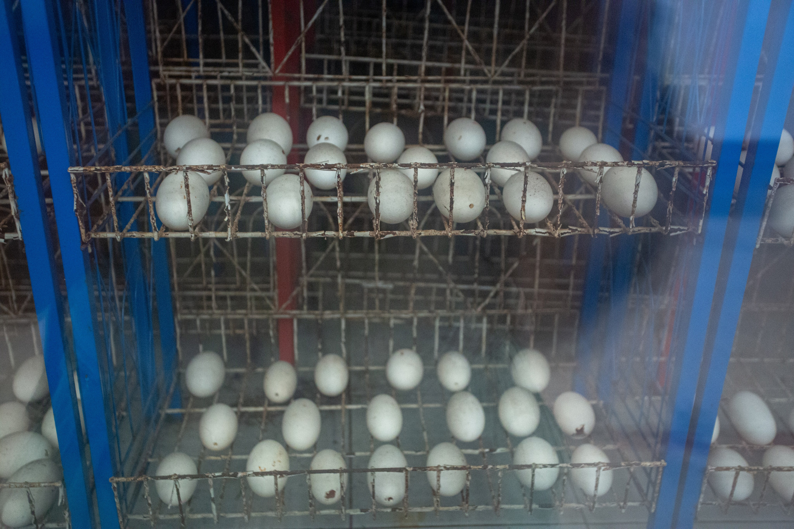 Samut Prakan Crocodile Farm & Zoo. Photographer Sonkina Tatiana (Tanya Ash)