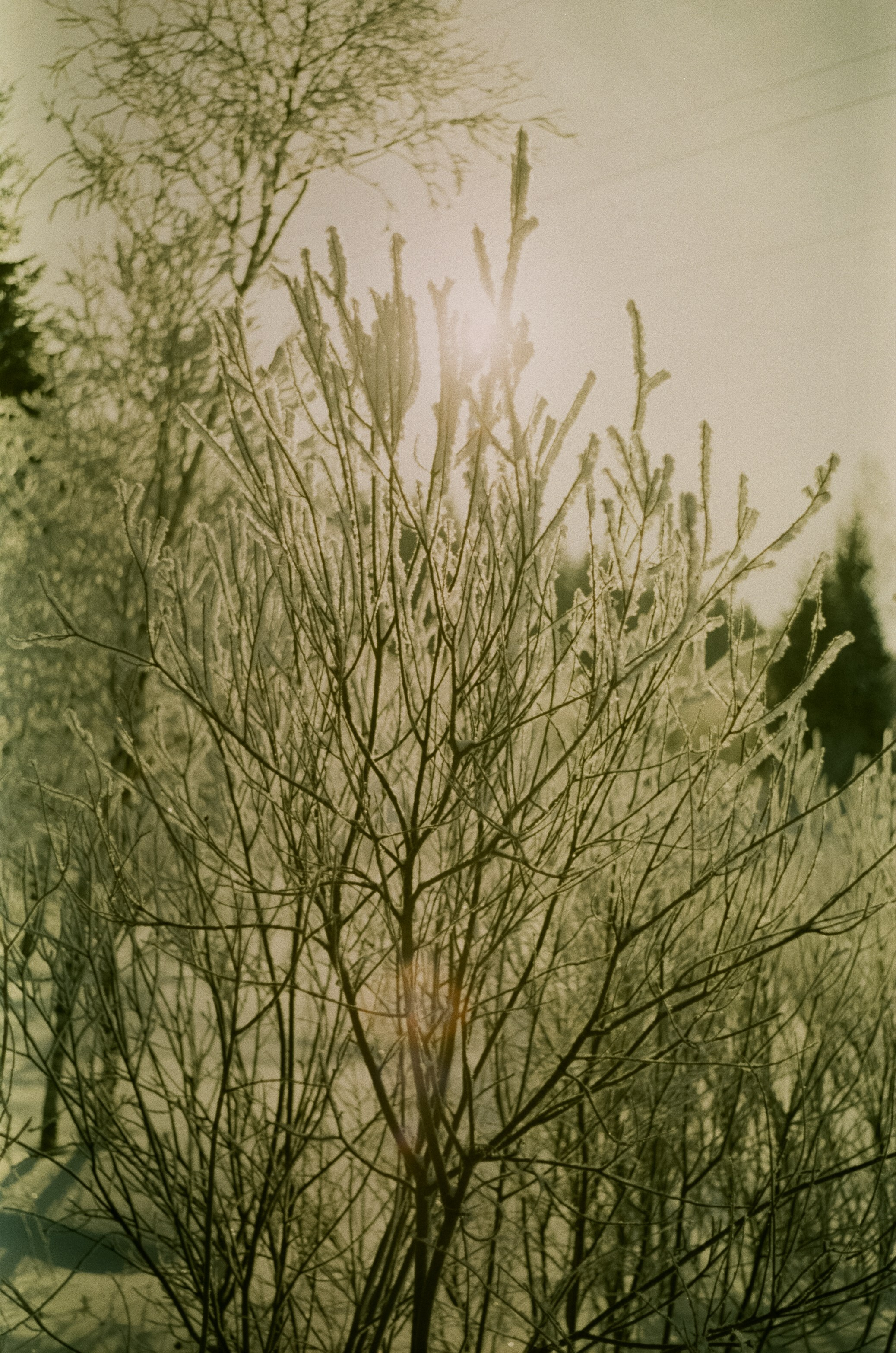 Pentax MZ-3 (1) объектив Schneider-Kreuznach Retina-Xenon 50 mm f/1.9 D