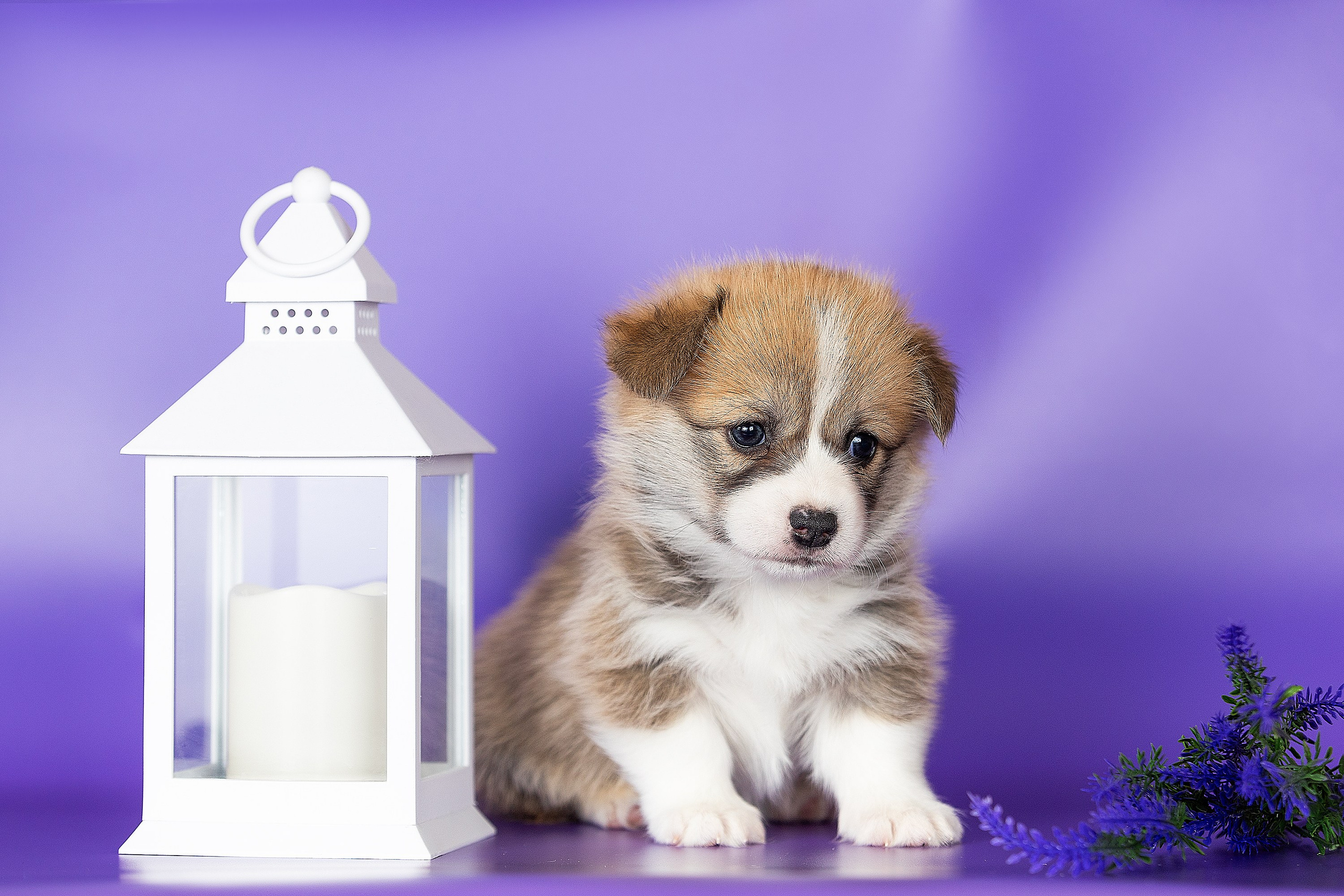 Фотосессии помётов щенков. Фотограф. Фотограф-анималист. Москва