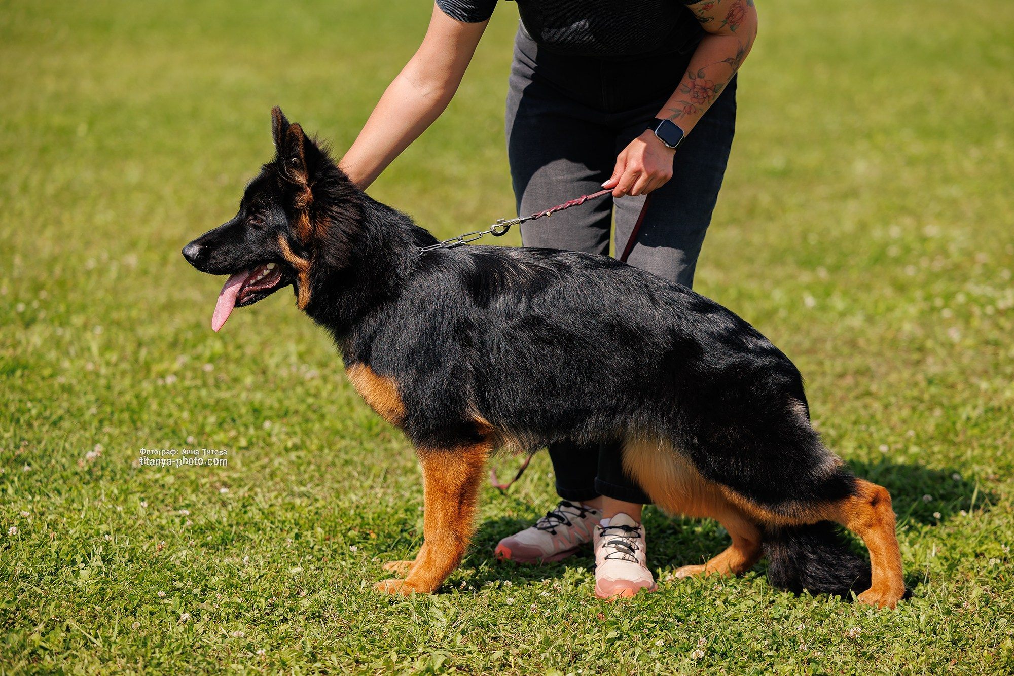 Немецкие овчарки: фото из рингов и вне ринга, мутпроба (фотографии с выставок). Фотограф собак, фотограф-анималист Аня Титова (Titanya). Москва