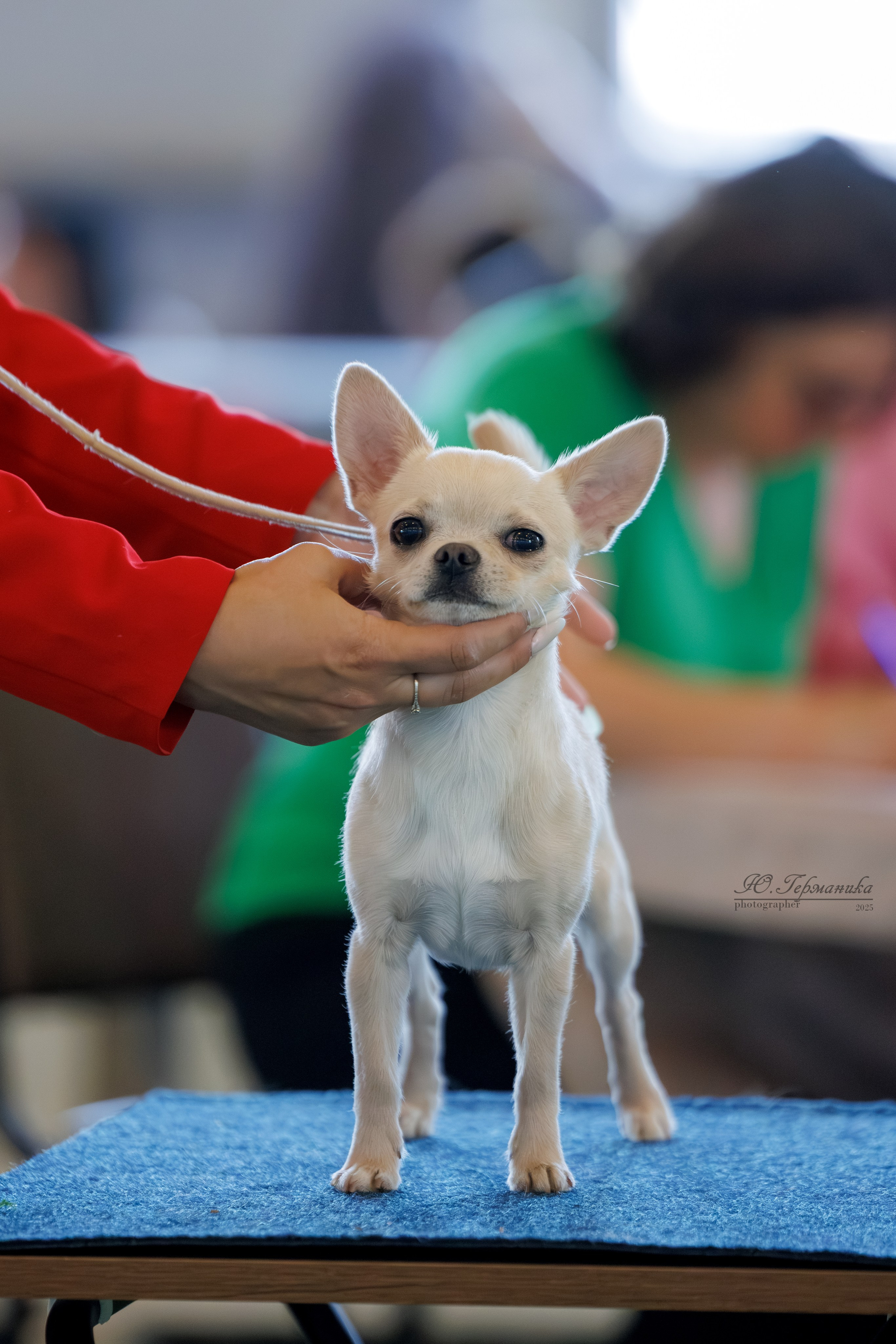 Батуми 3хCACIB 27-29.06.2025. Фотограф-анималист Юлия Германика