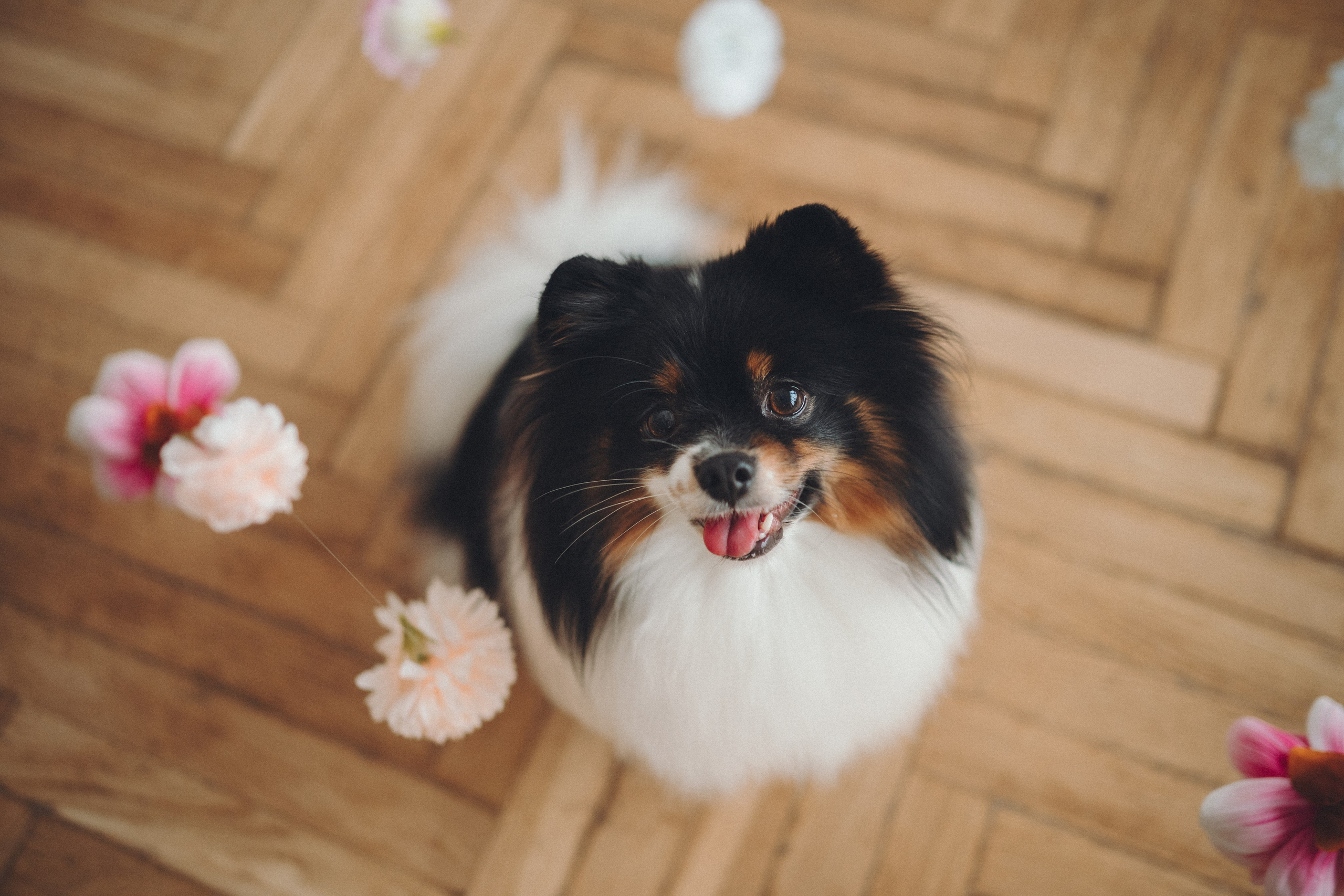 Алена и Люси. Семейный фотограф анималист Ананьева Мария — Москва