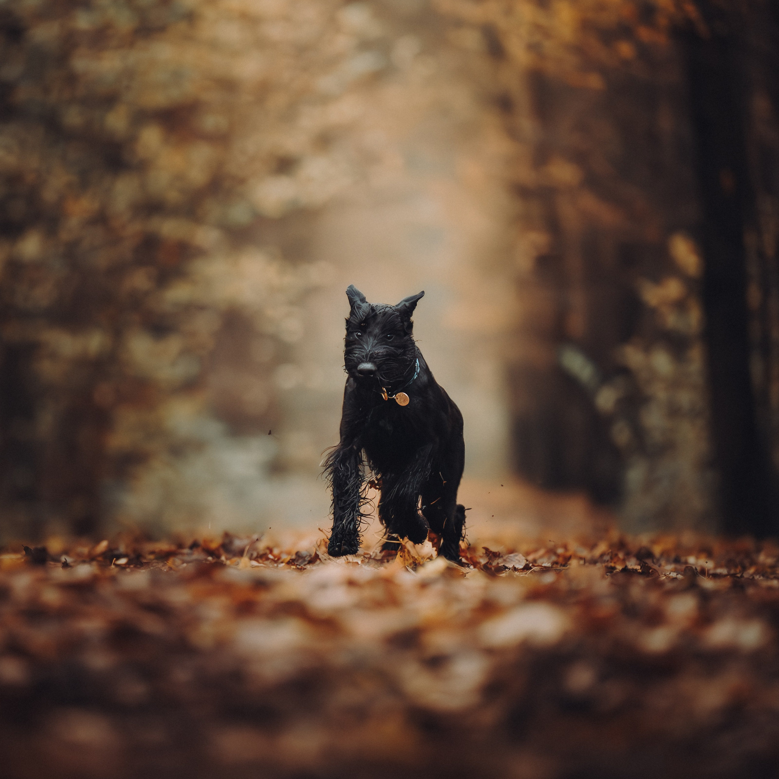 Даша и Умбра. Семейный фотограф анималист Ананьева Мария — Москва