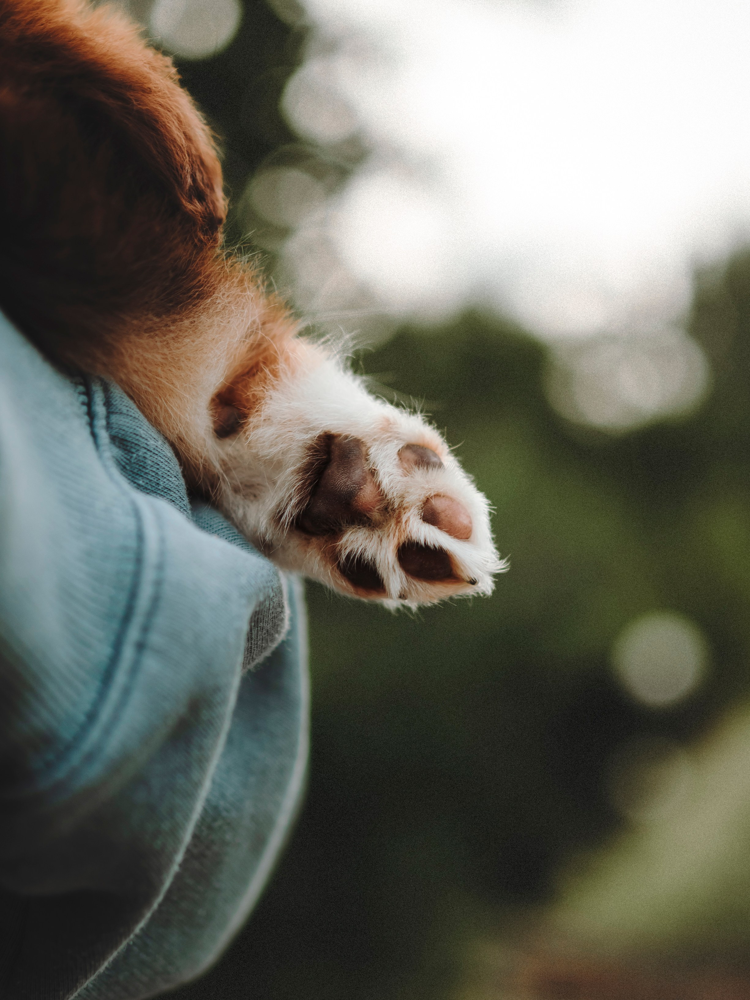 Вика, Ари и Нави. Семейный фотограф анималист Ананьева Мария — Москва