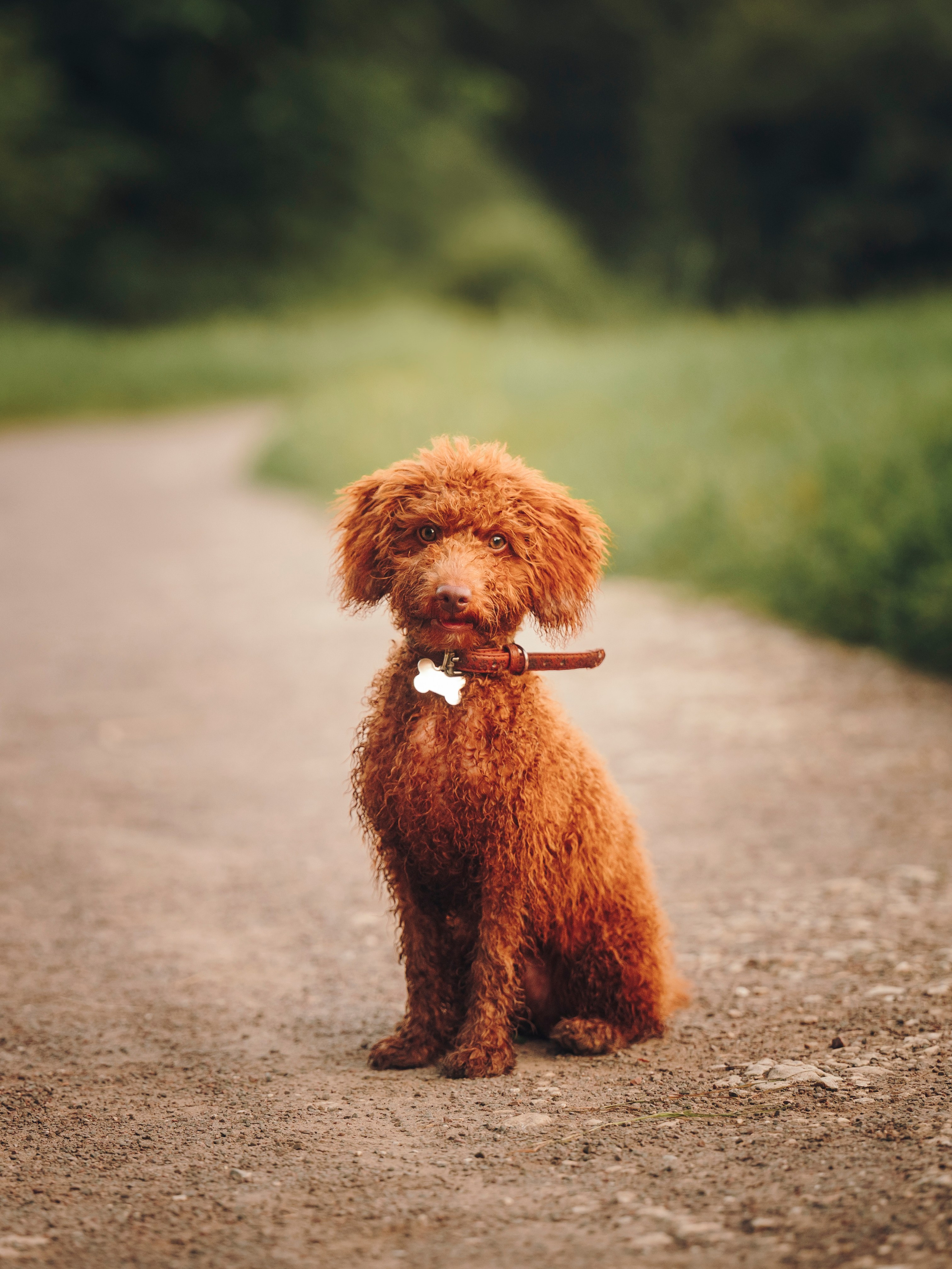 Марина, Тарас и Хагрид. Семейный фотограф анималист Ананьева Мария — Москва