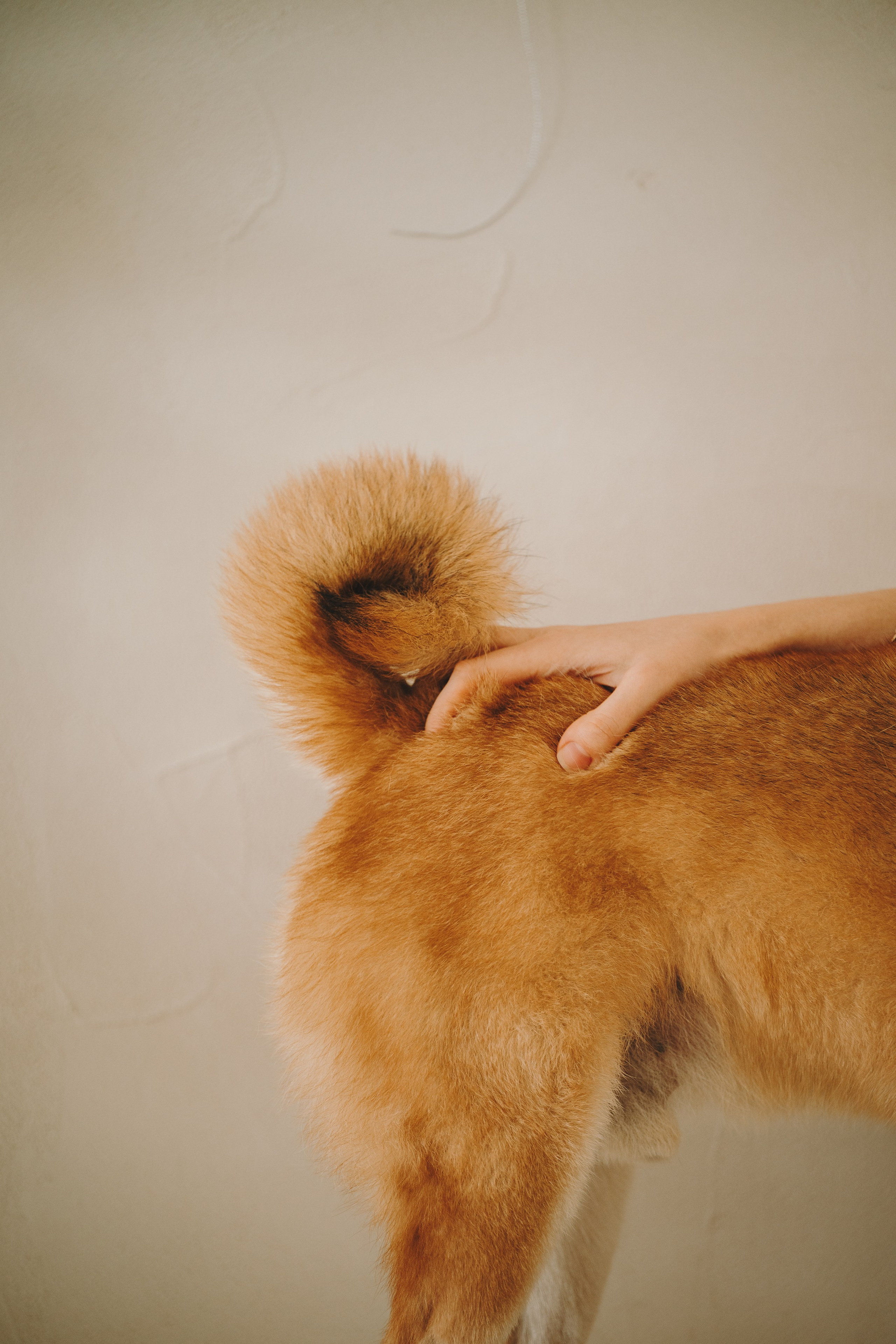 День рождения Кексика. Семейный фотограф анималист Ананьева Мария — Москва