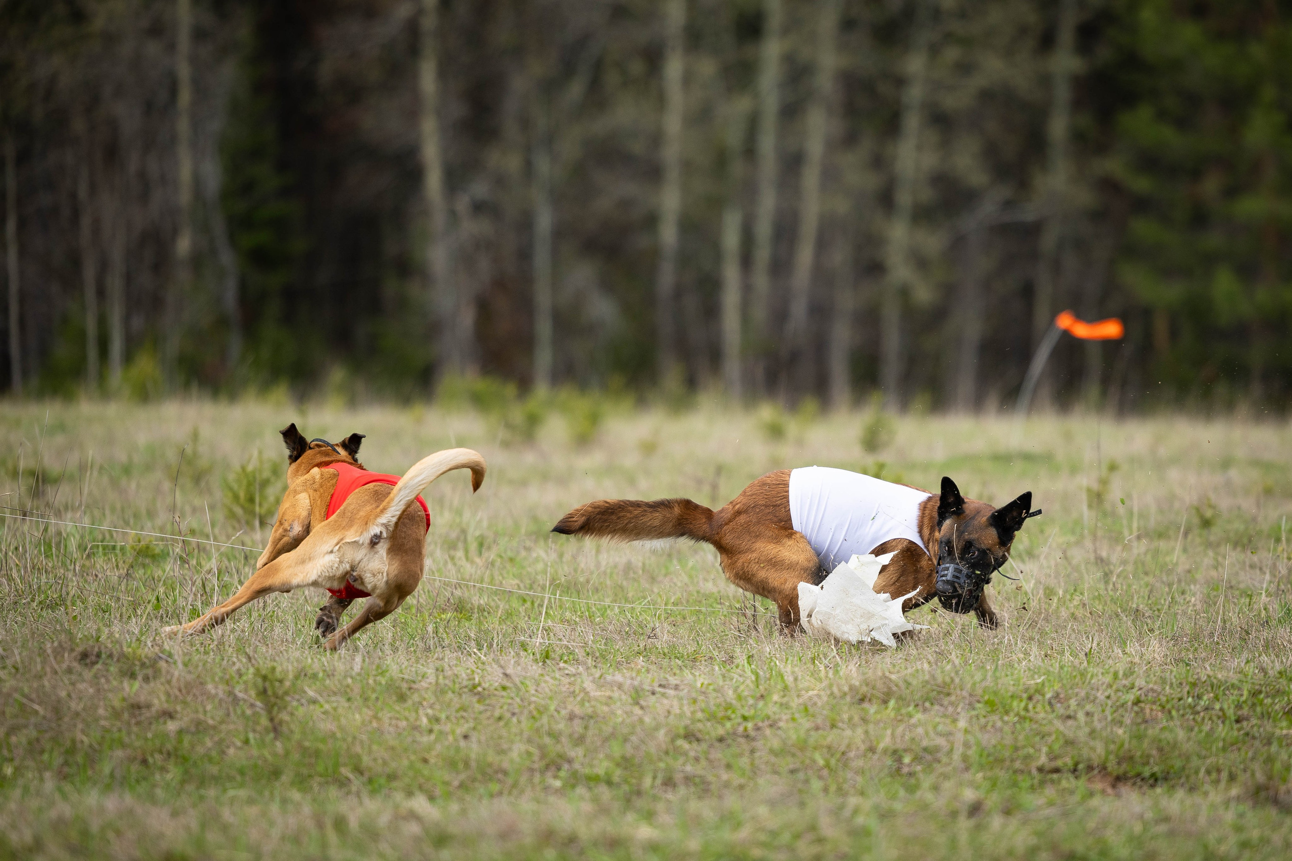 Курсинг. Фотограф Анималист в Перми Анастасия Остерман