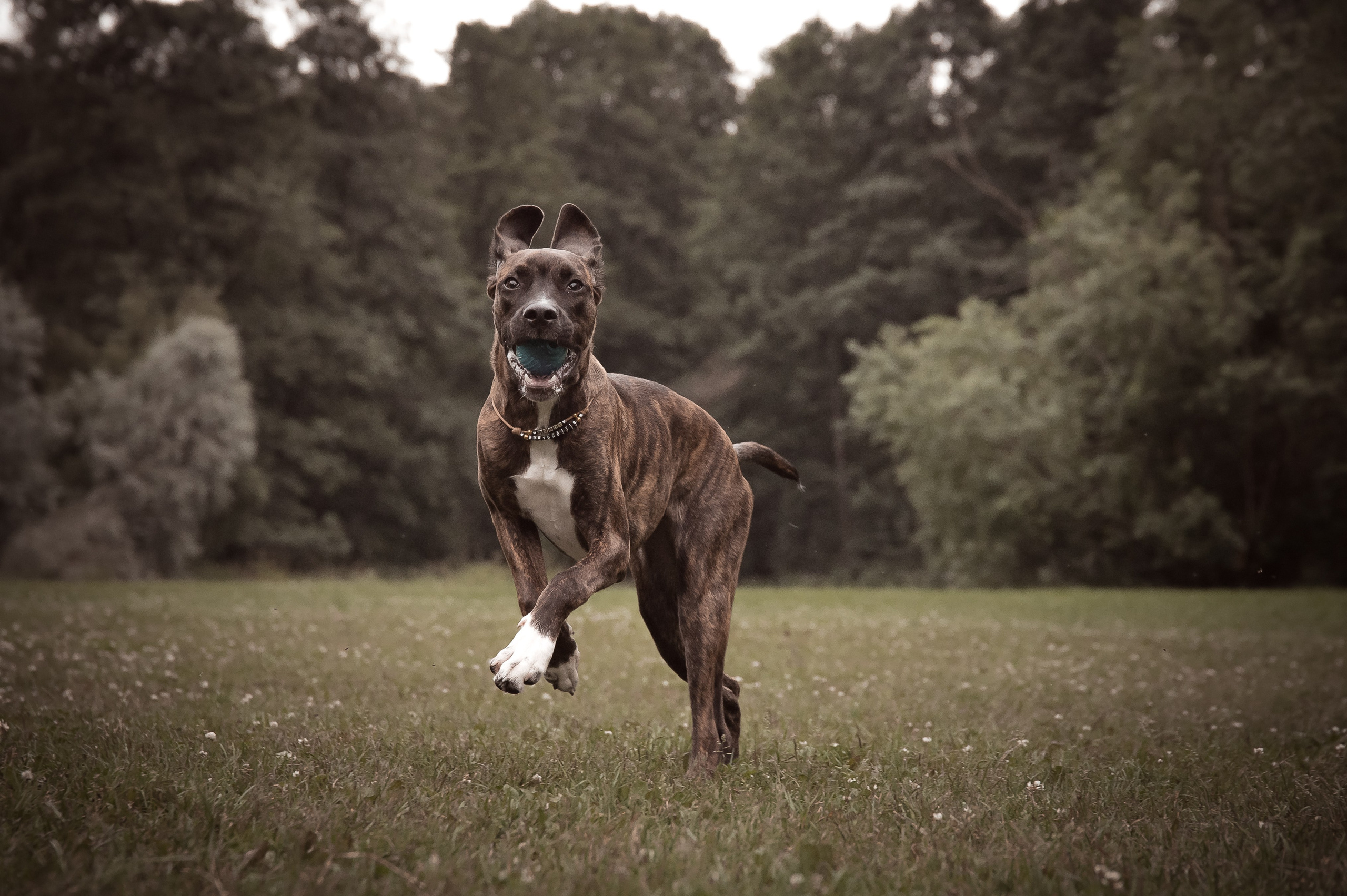 Фотограф-анималист в Санкт-Петербурге Анастасия Иванова