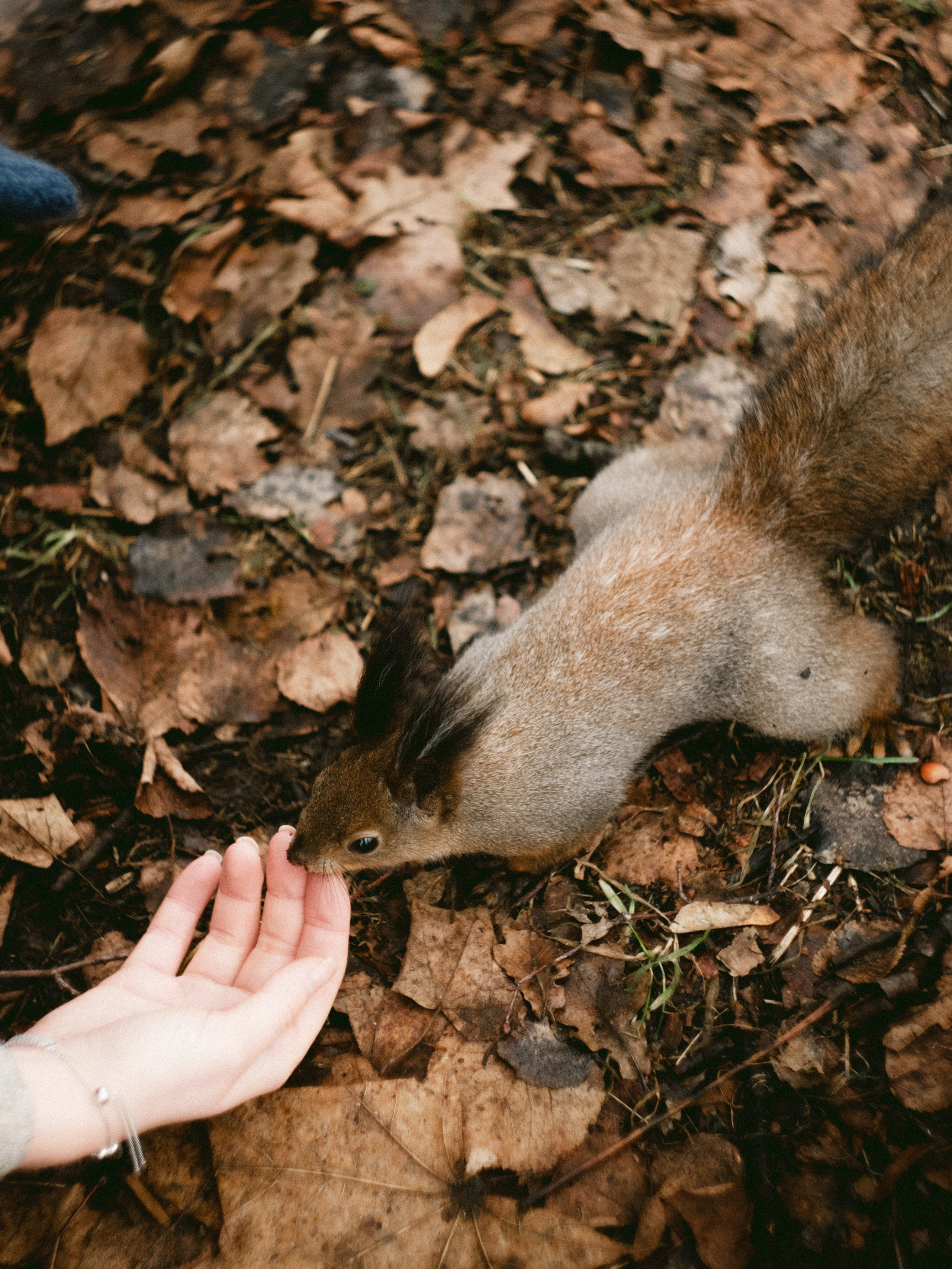 Елагин Остров. Портретный и репортажный фотограф в Санкт-Петербурге Смоляков Максим