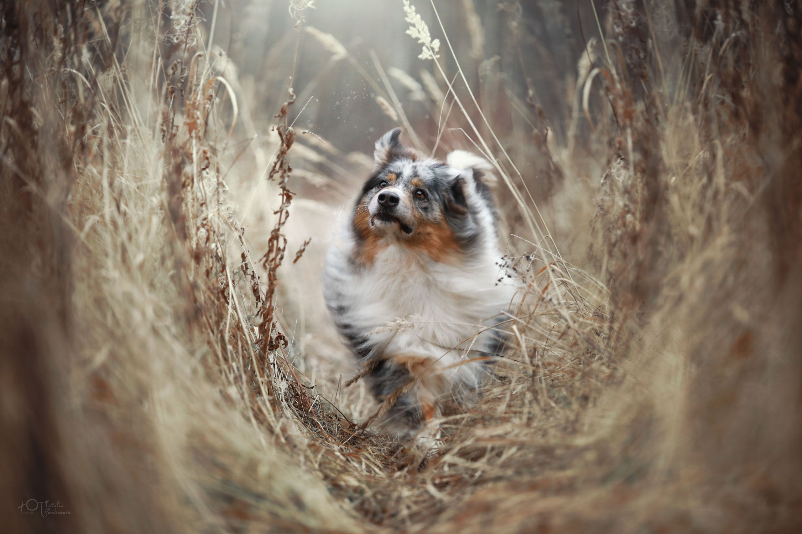 Обучение анималистической фотографии