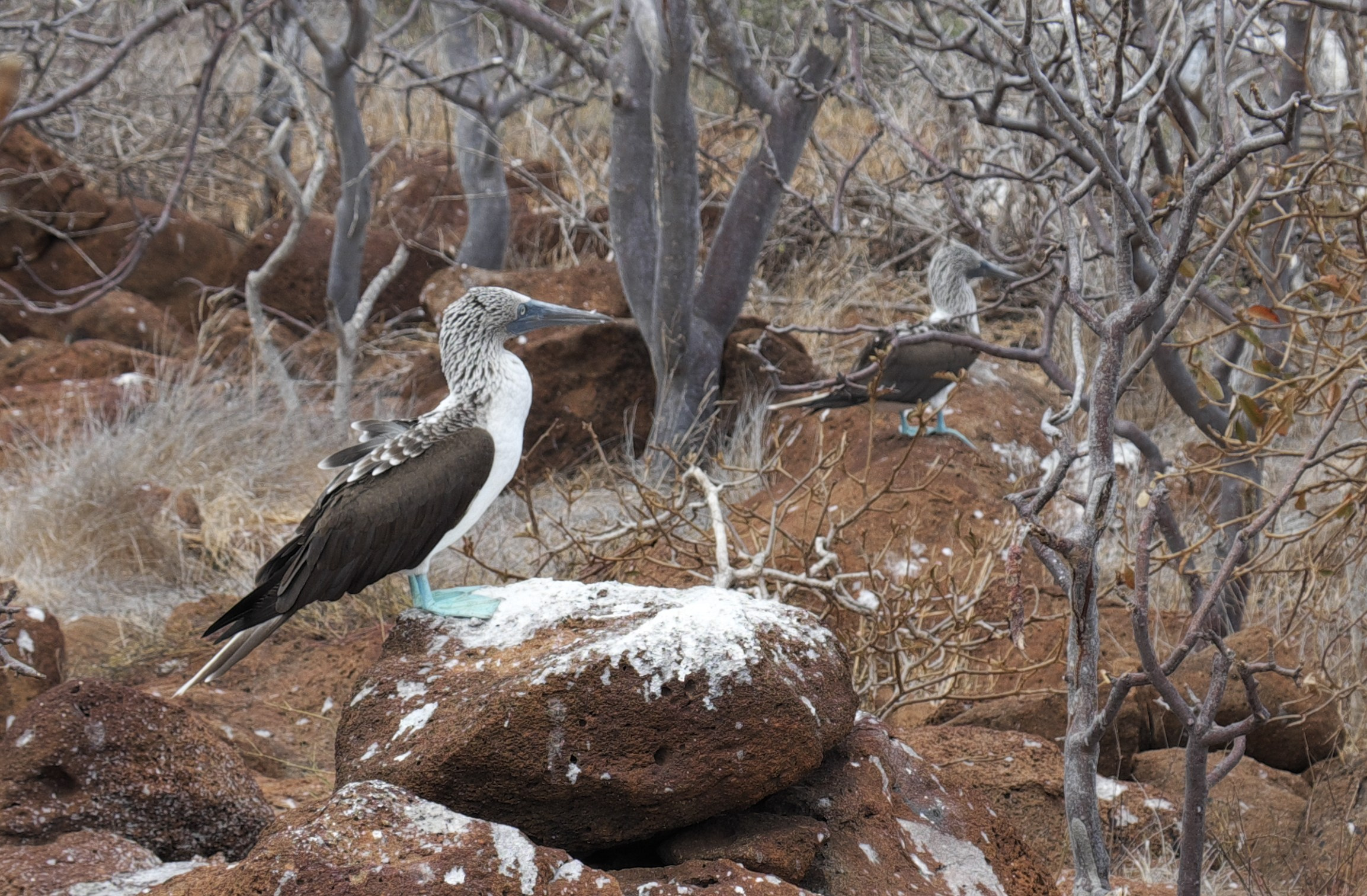 Животные. ПОБУДЬ ЗДЕСЬ И ЦЕЛЕЕ БУДЕТ ЭТОТ МИР