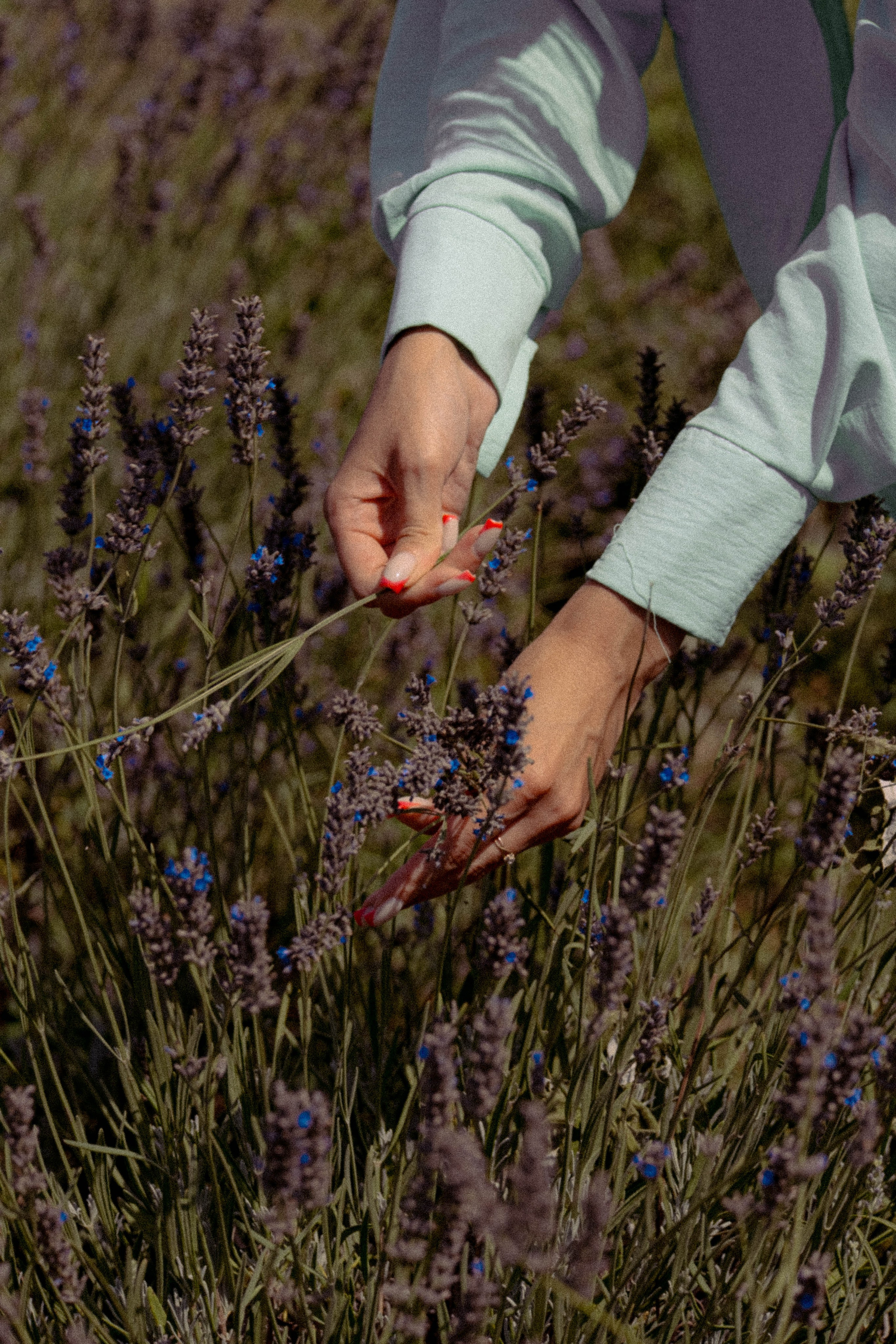 ЛАВАНВОДОВОЕ ПОЛЕ. Профессиональный фотограф, Санкт-Петербург — Виктория Богомолова
