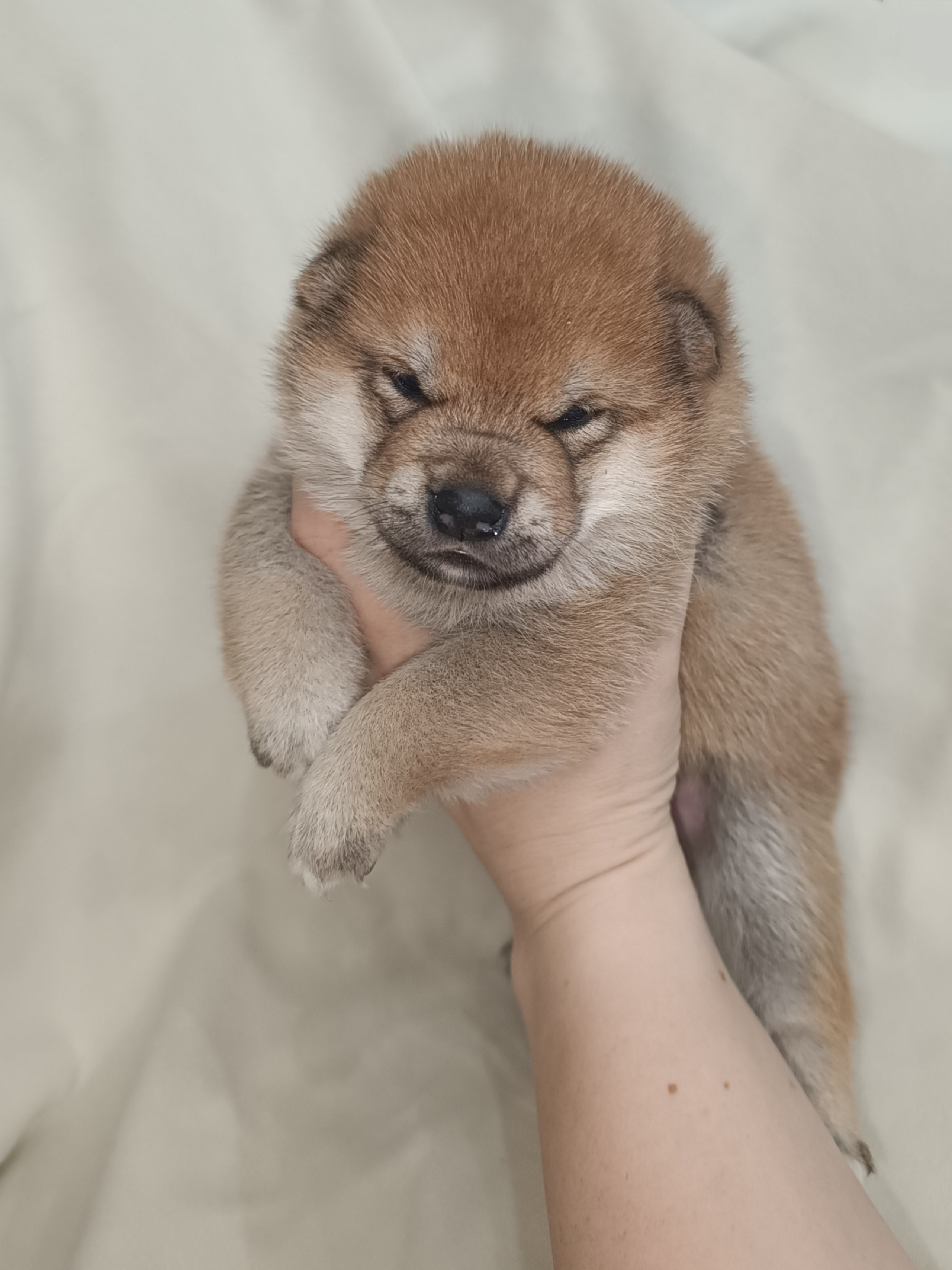 сиба питомник Рубилайт щенки на продажу rubylight  сиба щенки купить СПб Санкт-Петербург 