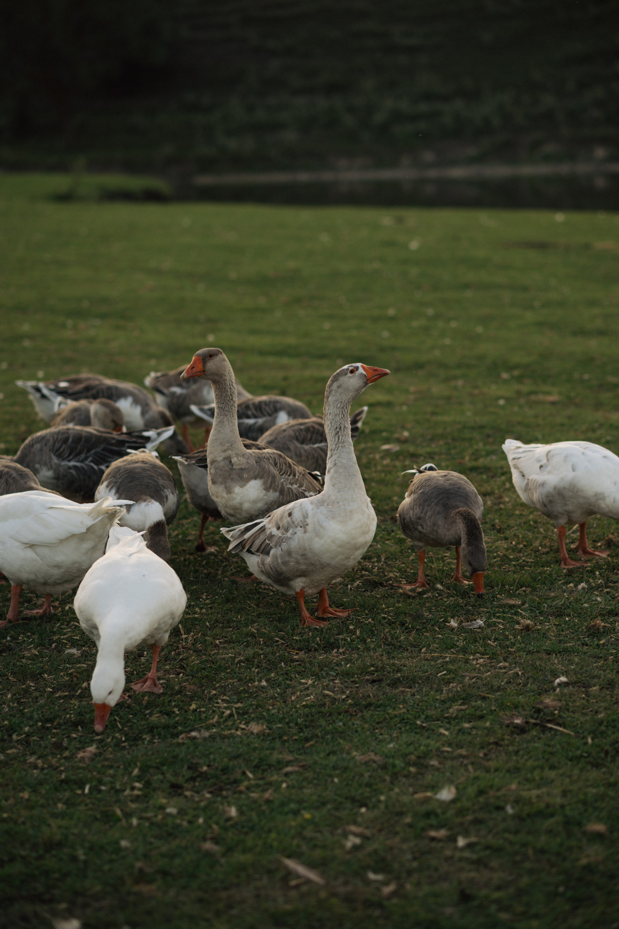 Август. Арбузы. Любовь. Свадебный и портретный фотограф в Брянске и Москве Алина Химушкина