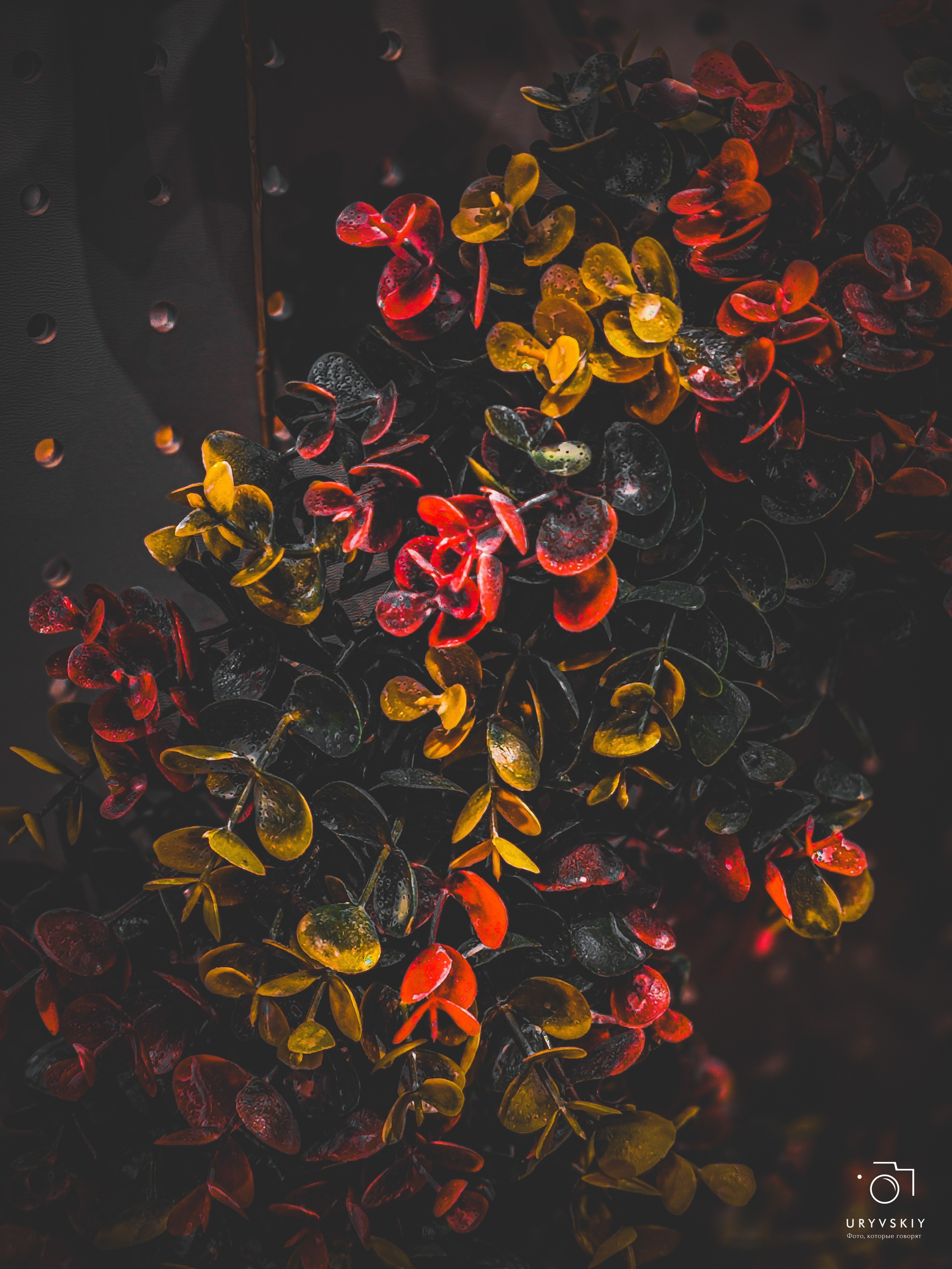 Bellini Осенний маркет. Игорь Урывский. Фотограф Красноярск