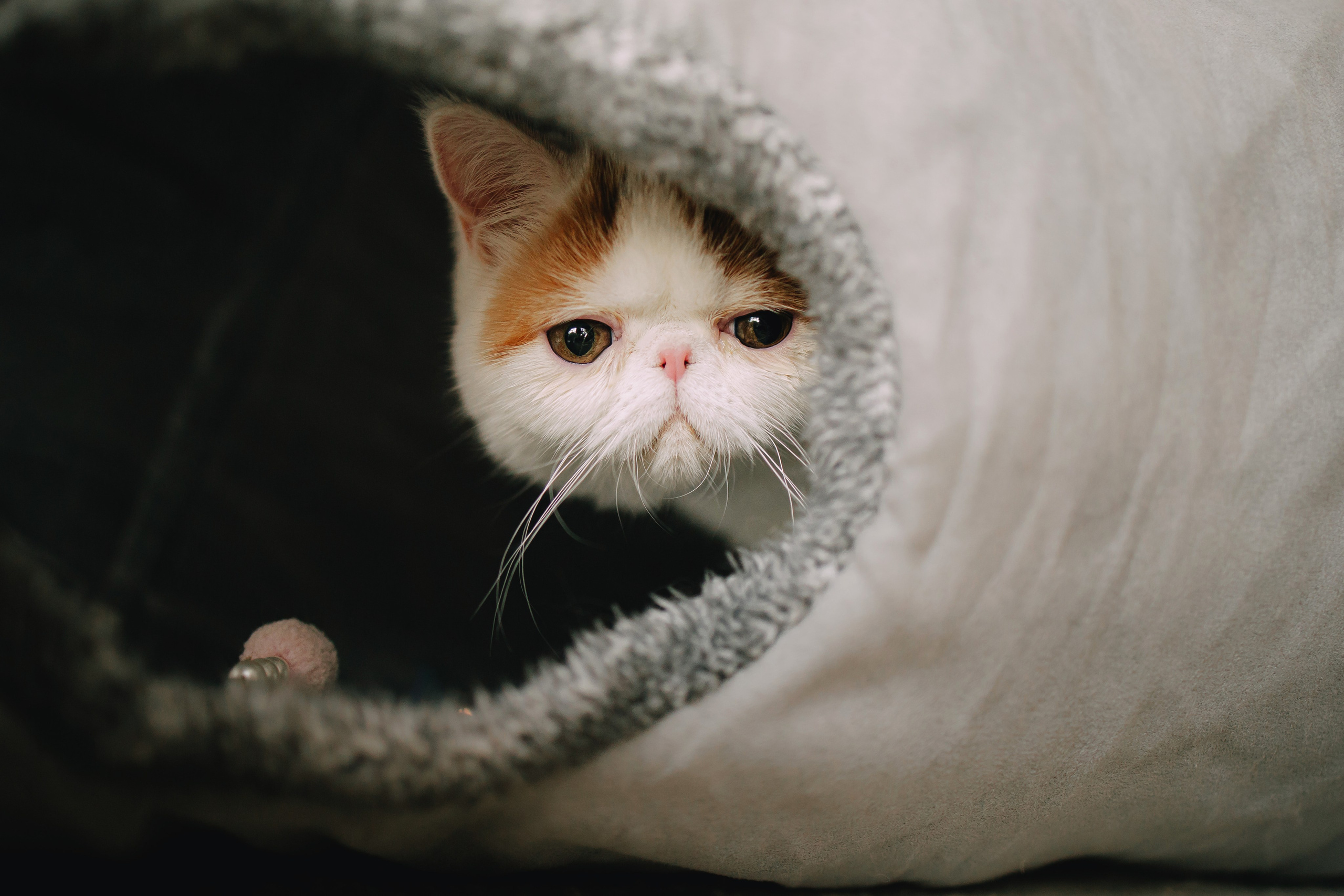 Султан, Мэй Мэй и Шанталь и их семья