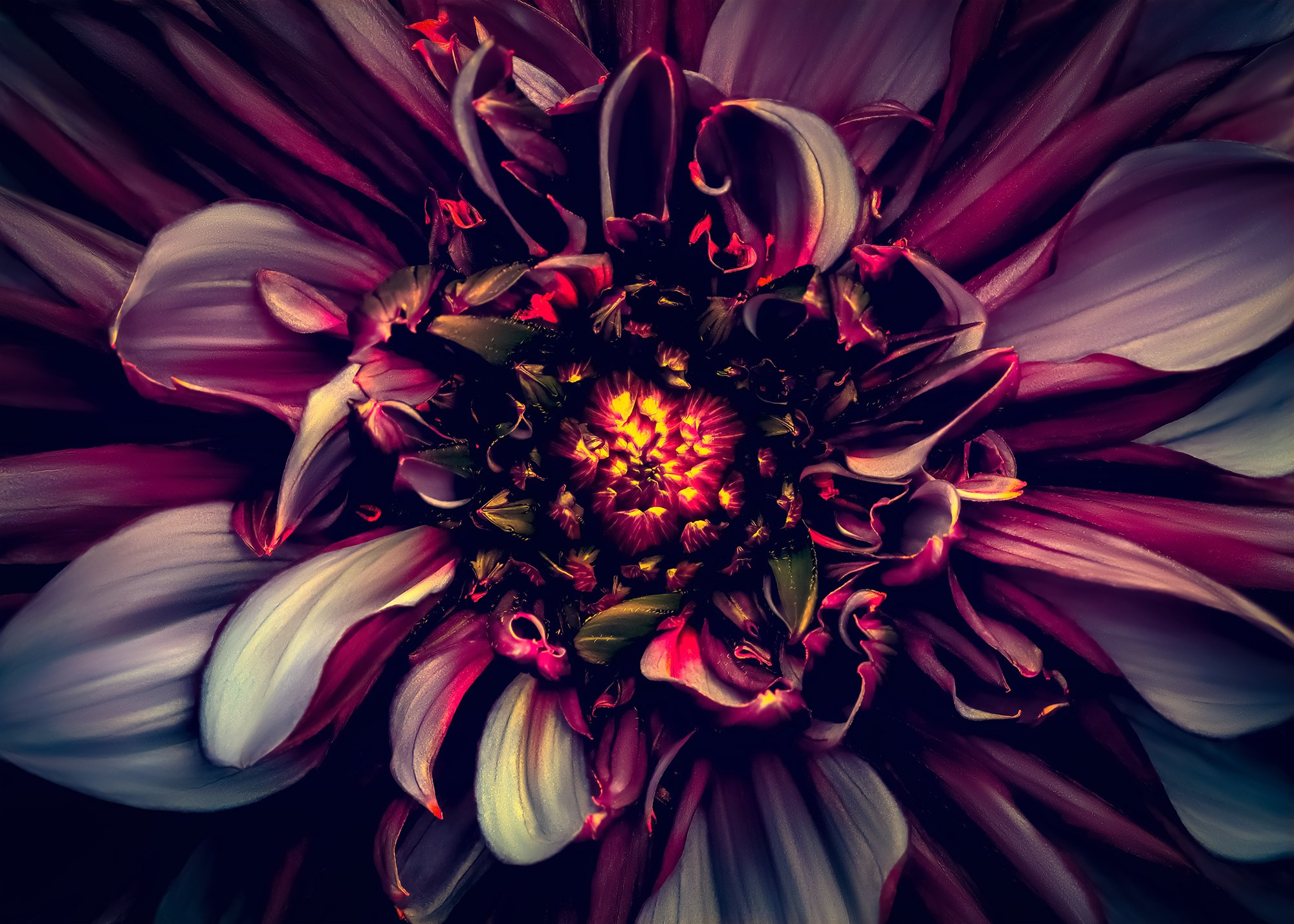 COLOURED FLOWERS. Eirene G |  Photoartist | Flowers from my garden